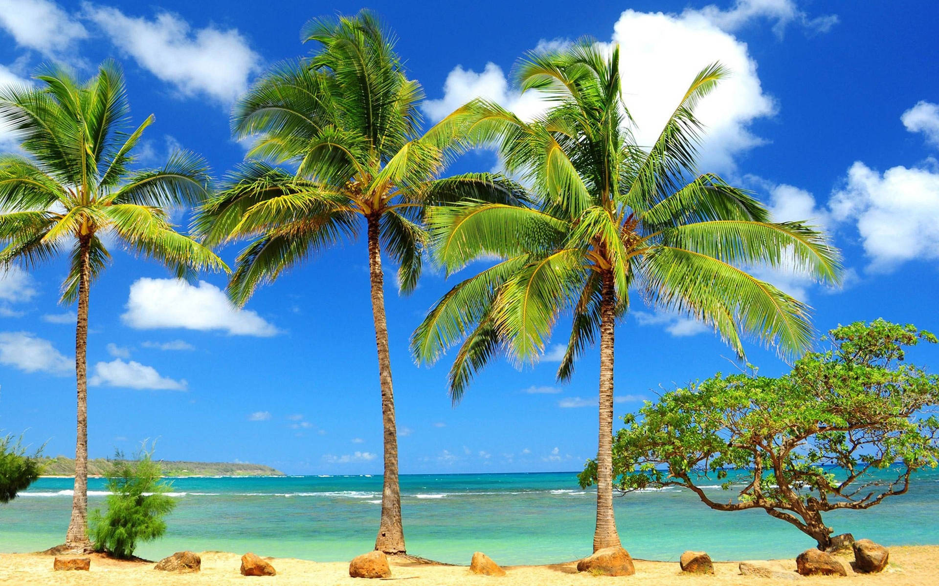 Tropical Paradise Of Coco Palm Trees Background