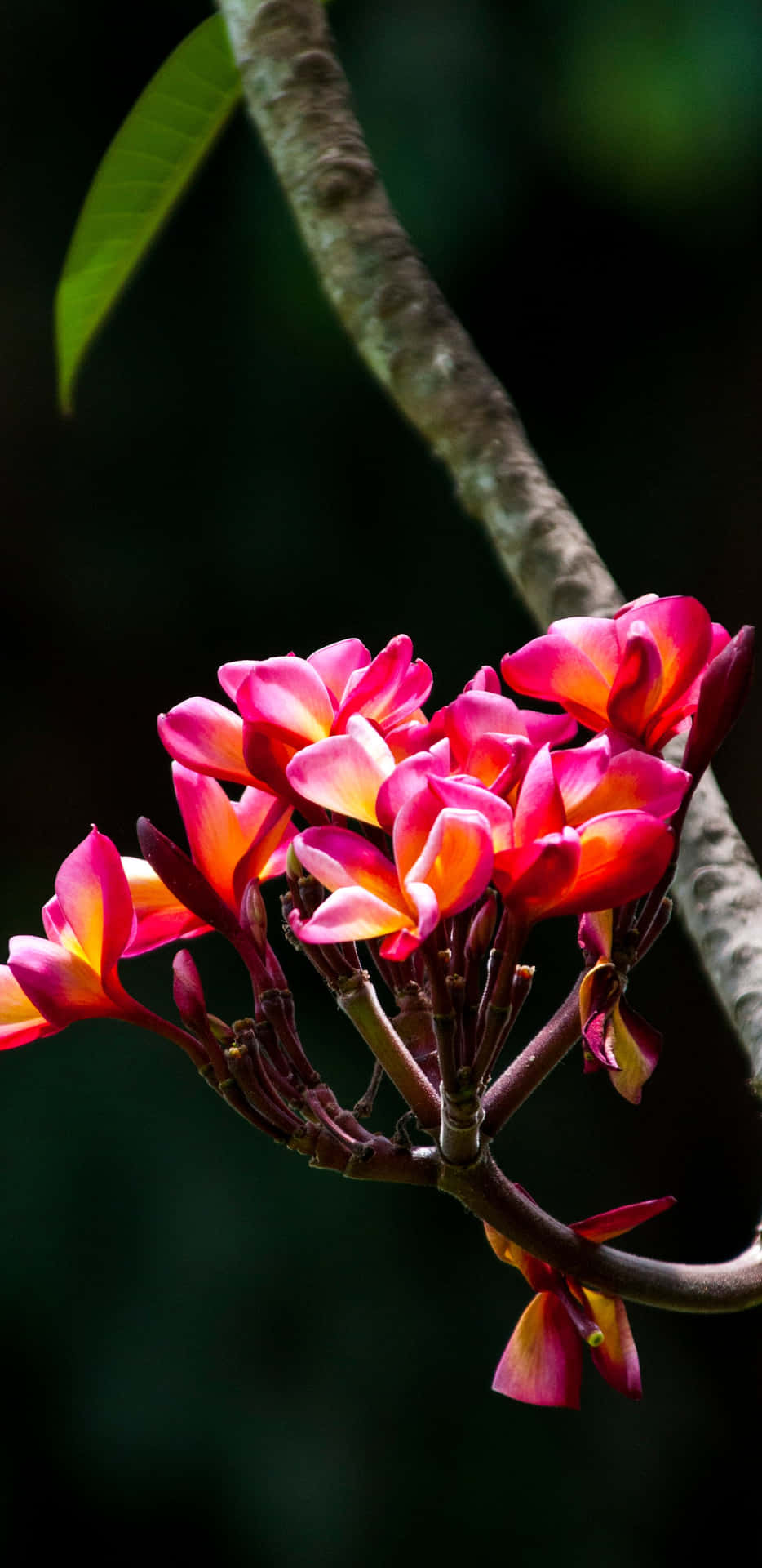 Tropical Pink Orchid Plants Background