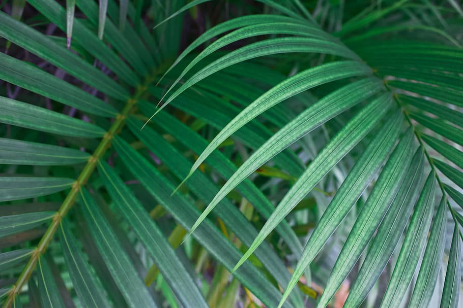 Tropical Plant Leaves In Montego Bay Background