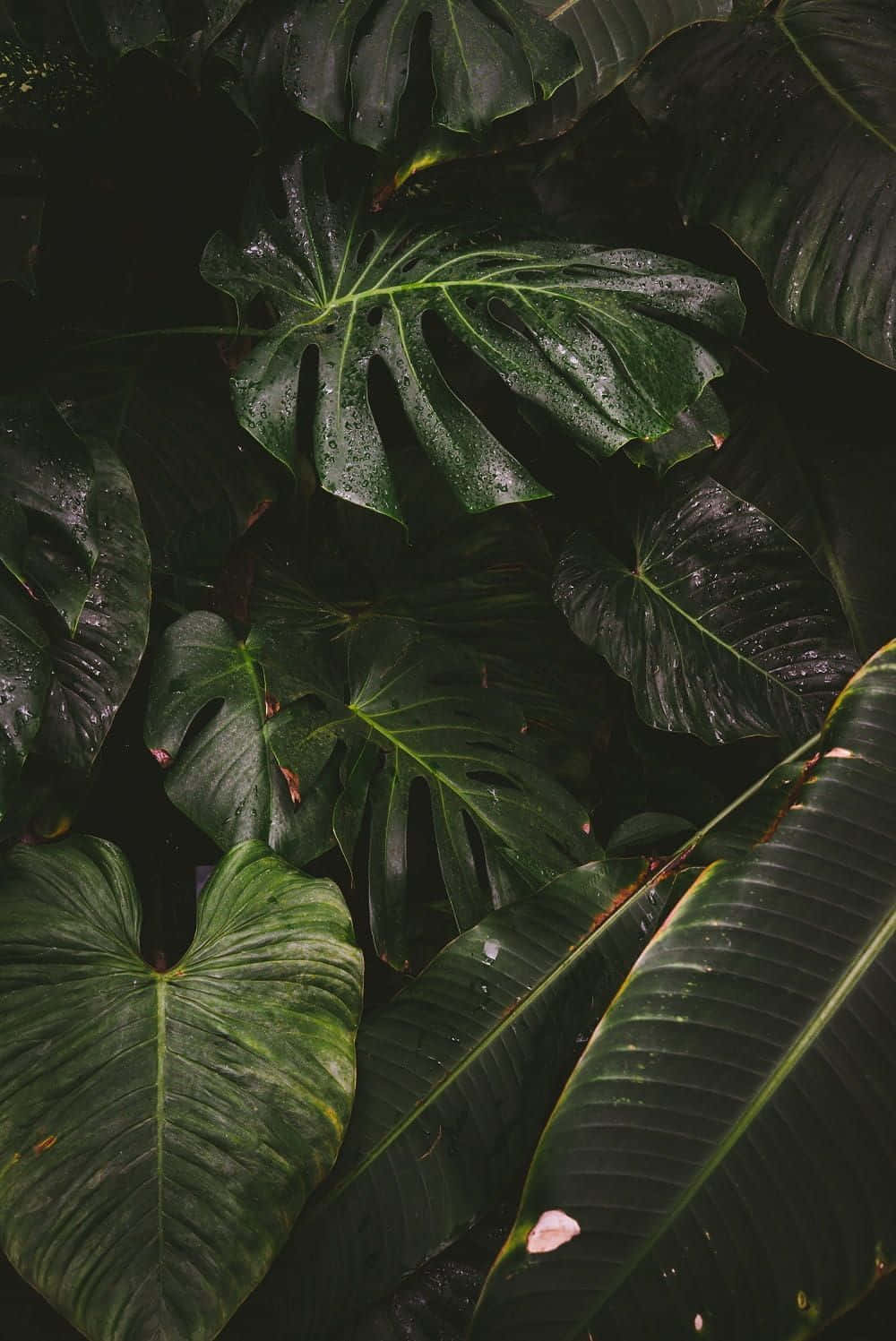 Tropical Plants Aesthetic Leaves Portrait