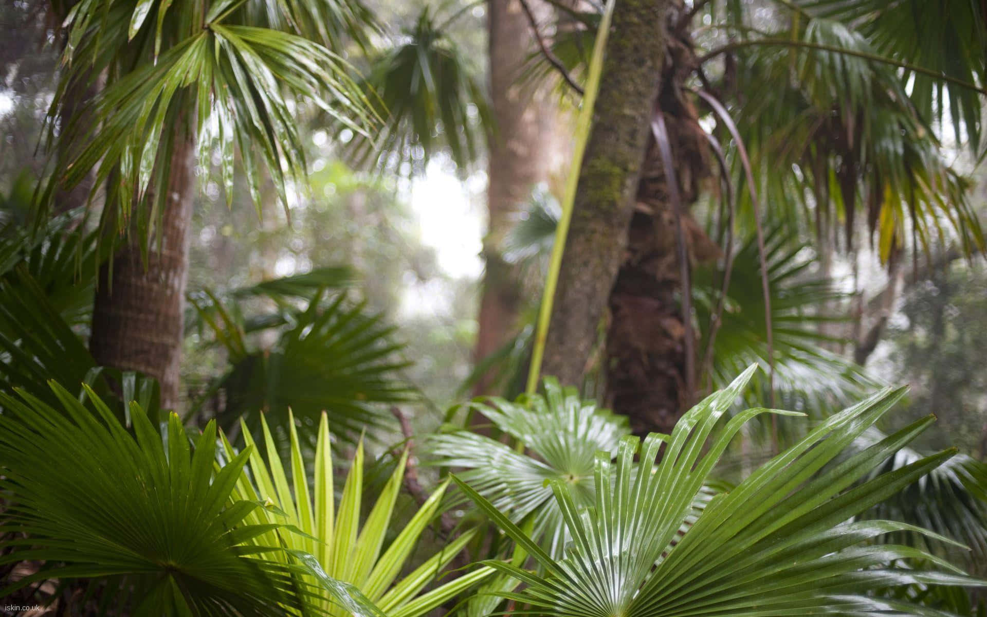 Tropical Plants Anahaw Leaves Background