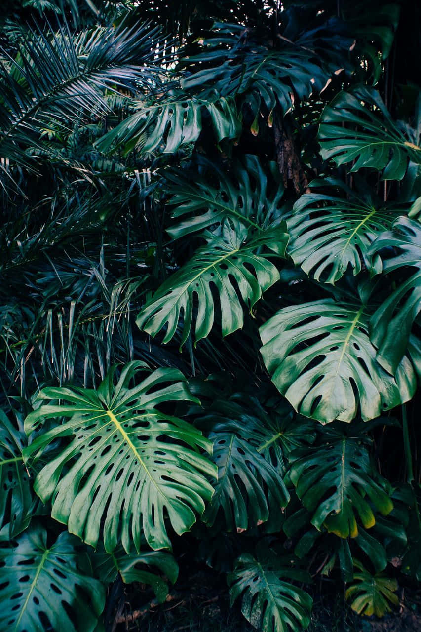 Tropical Plants Assorted Green Leaves Background