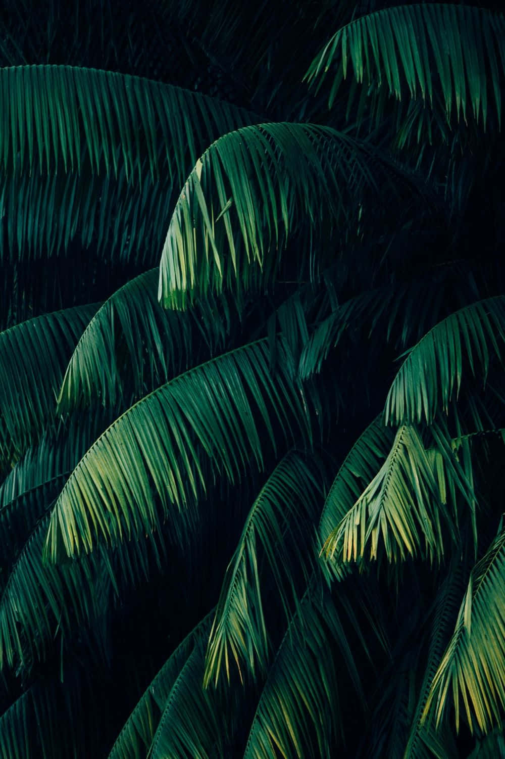 Tropical Plants Coconut Palm Background