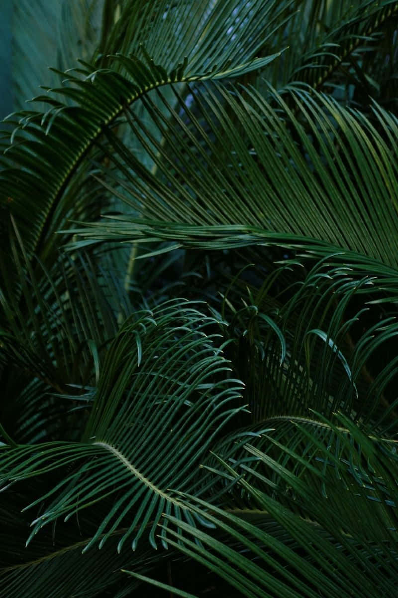 Tropical Plants Green Palm Leaves