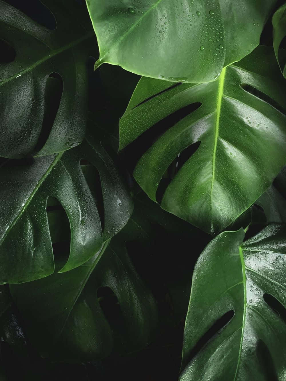 Tropical Plants Monstera Aesthetic Leaves
