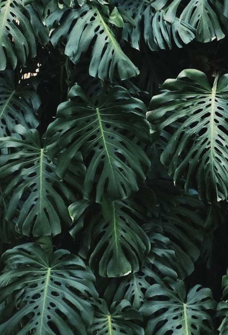Tropical Plants Monstera Green Leaves Background