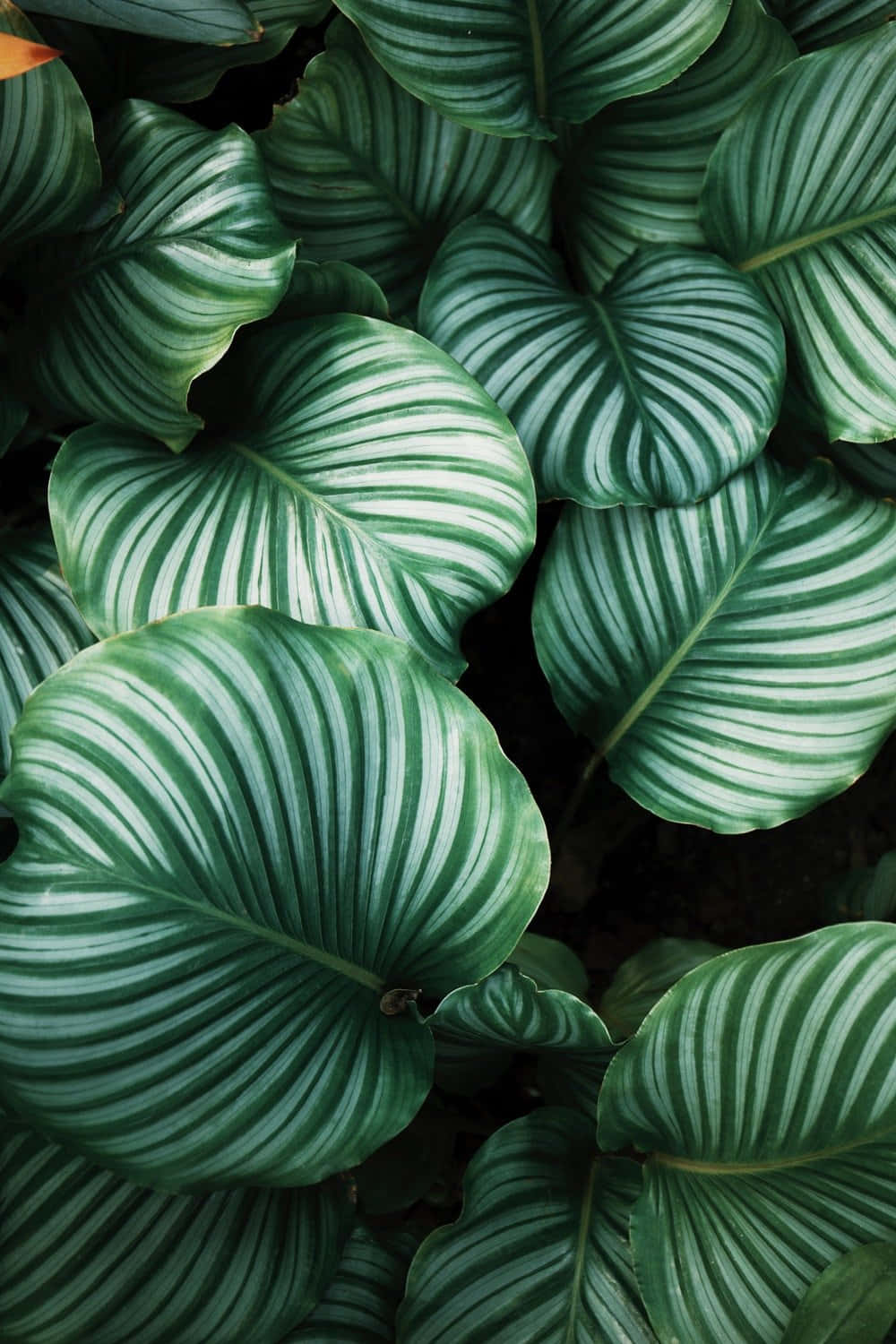 Tropical Plants Monstera Pattern Background
