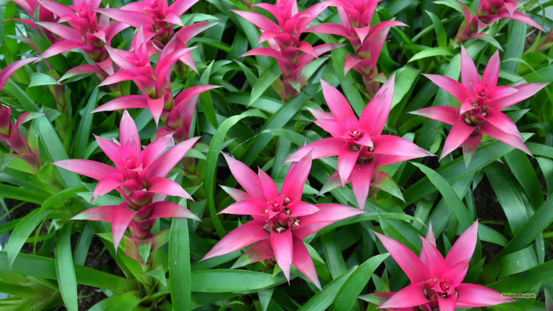 Tropical Plants Pink Bromeliad