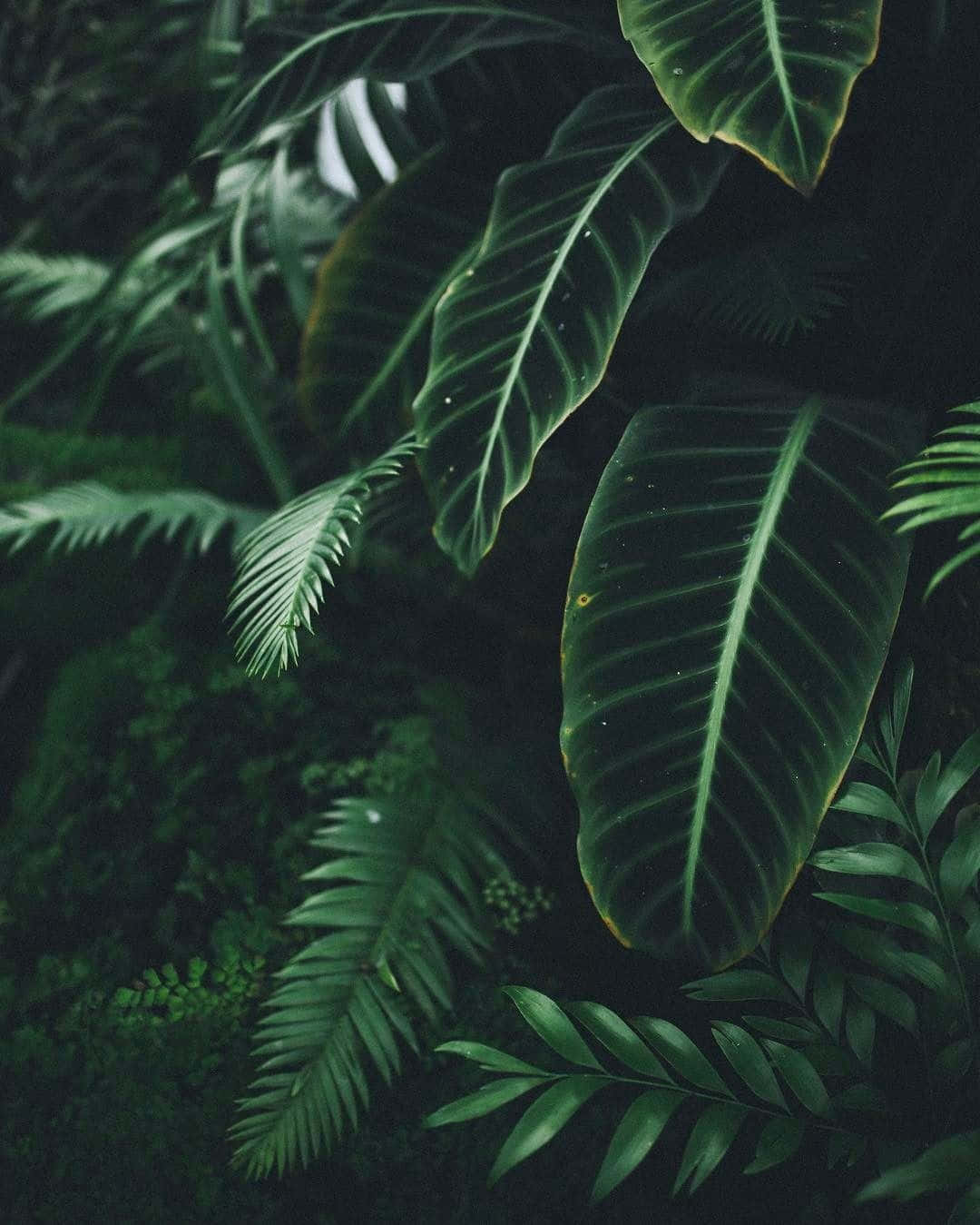 Tropical Plants Spathiphyllum Leaves Background