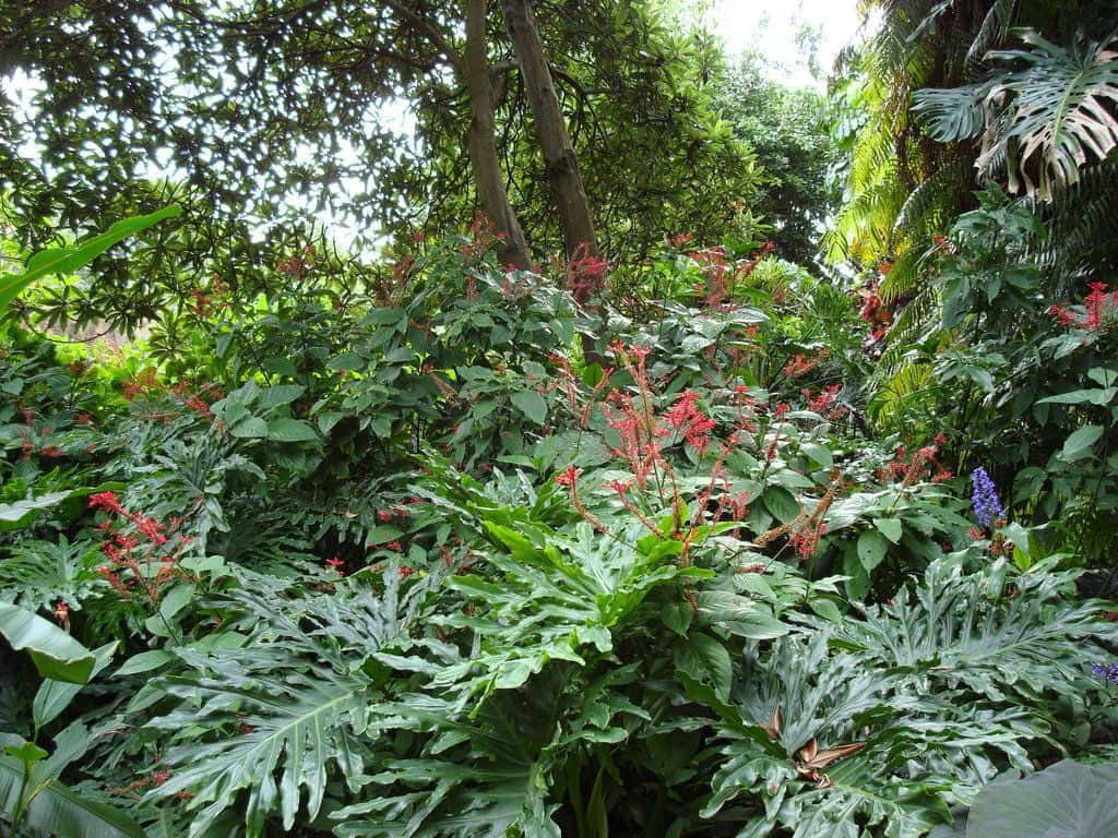 Tropical Plants Wild Forest