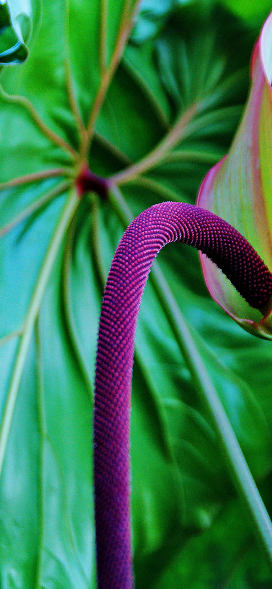 Tropical Purple Chenile Plants Background