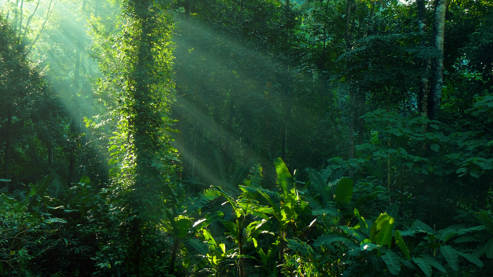 Tropical Rainforest Of Amazonas Background
