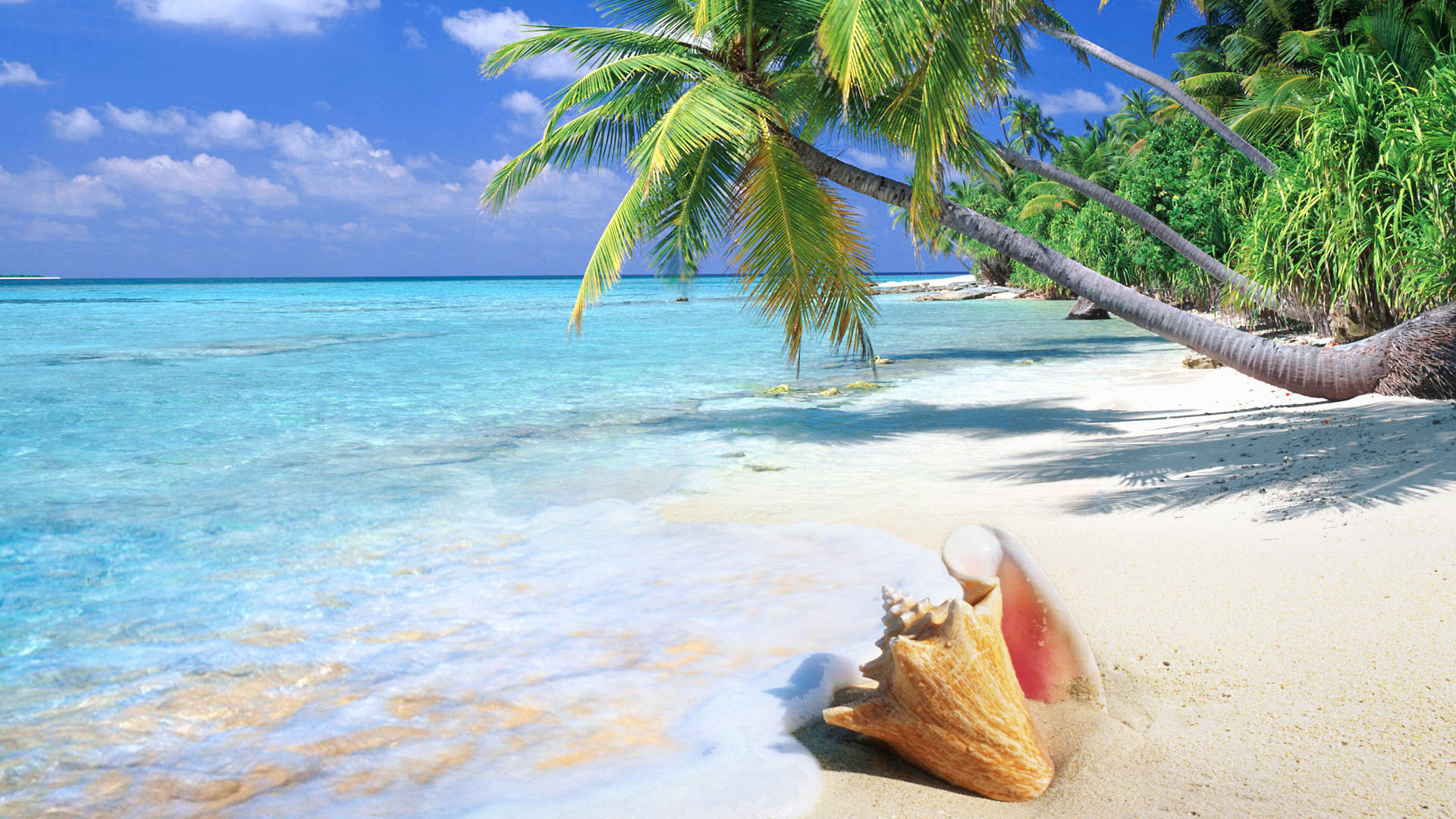 Tropical Seashell And Sea