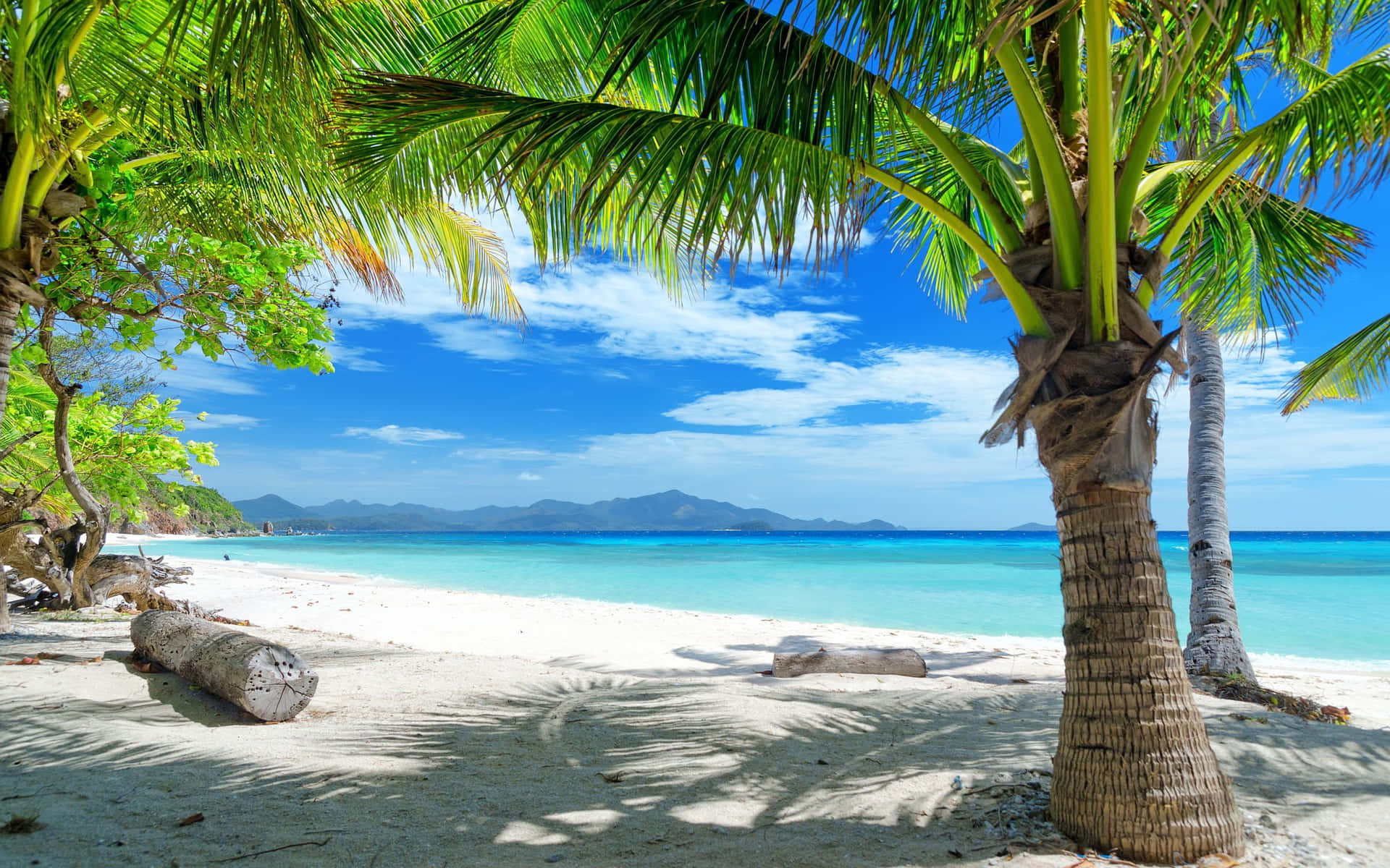 Tropical Summer Palm Beach Background