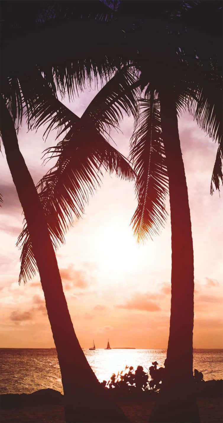 Tropical Sunset Nice Palm Trees Background