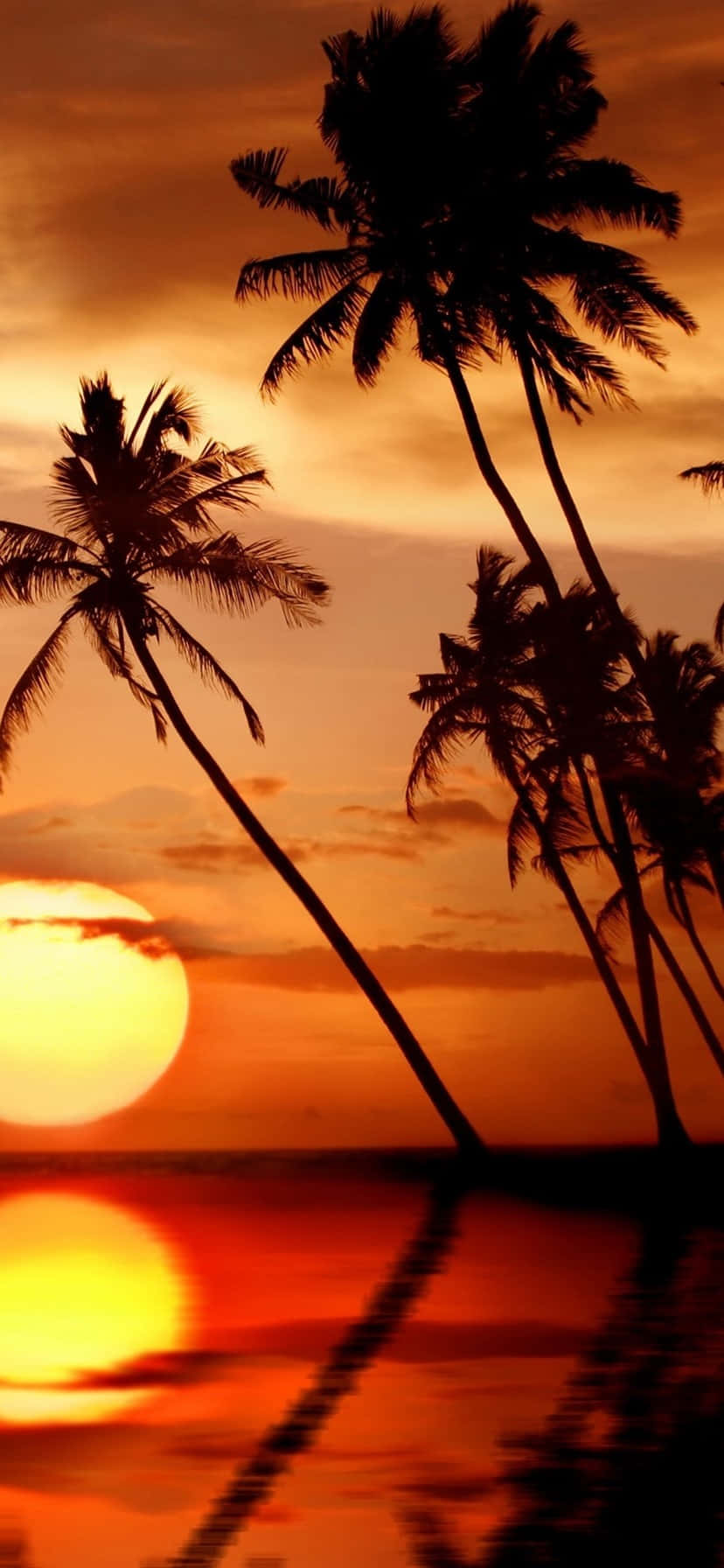 Tropical Sunset Orange Sky Calming Background