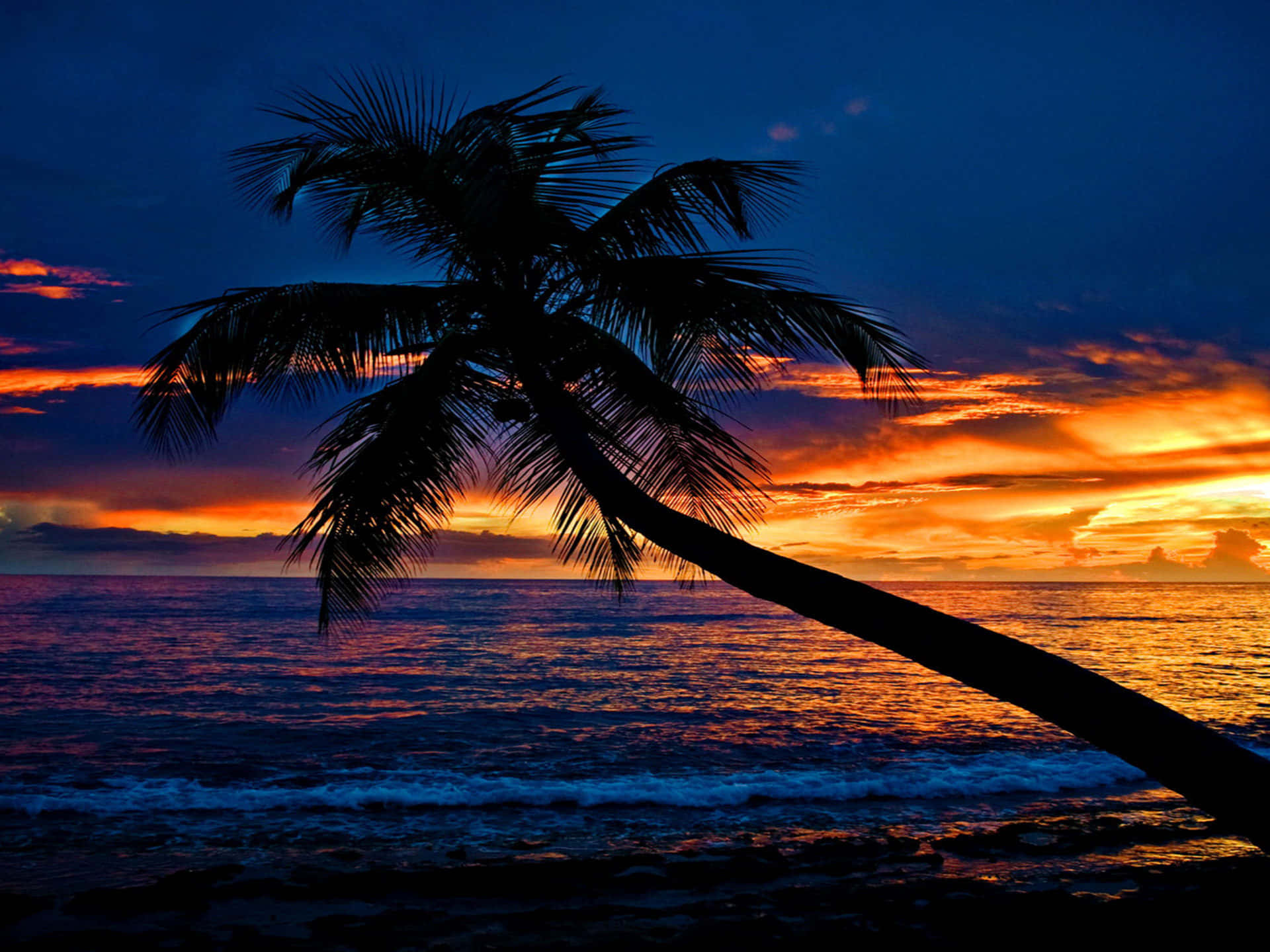 Tropical Sunset Palm Tree Calming Background