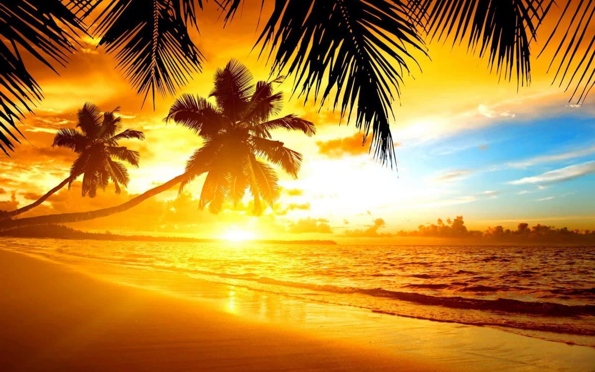 Tropical Sunset Yellow Light Sky Background