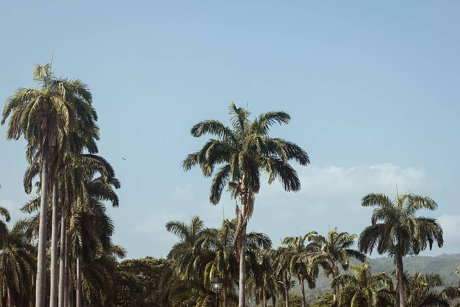 Tropical Trees In Montego Bay Background