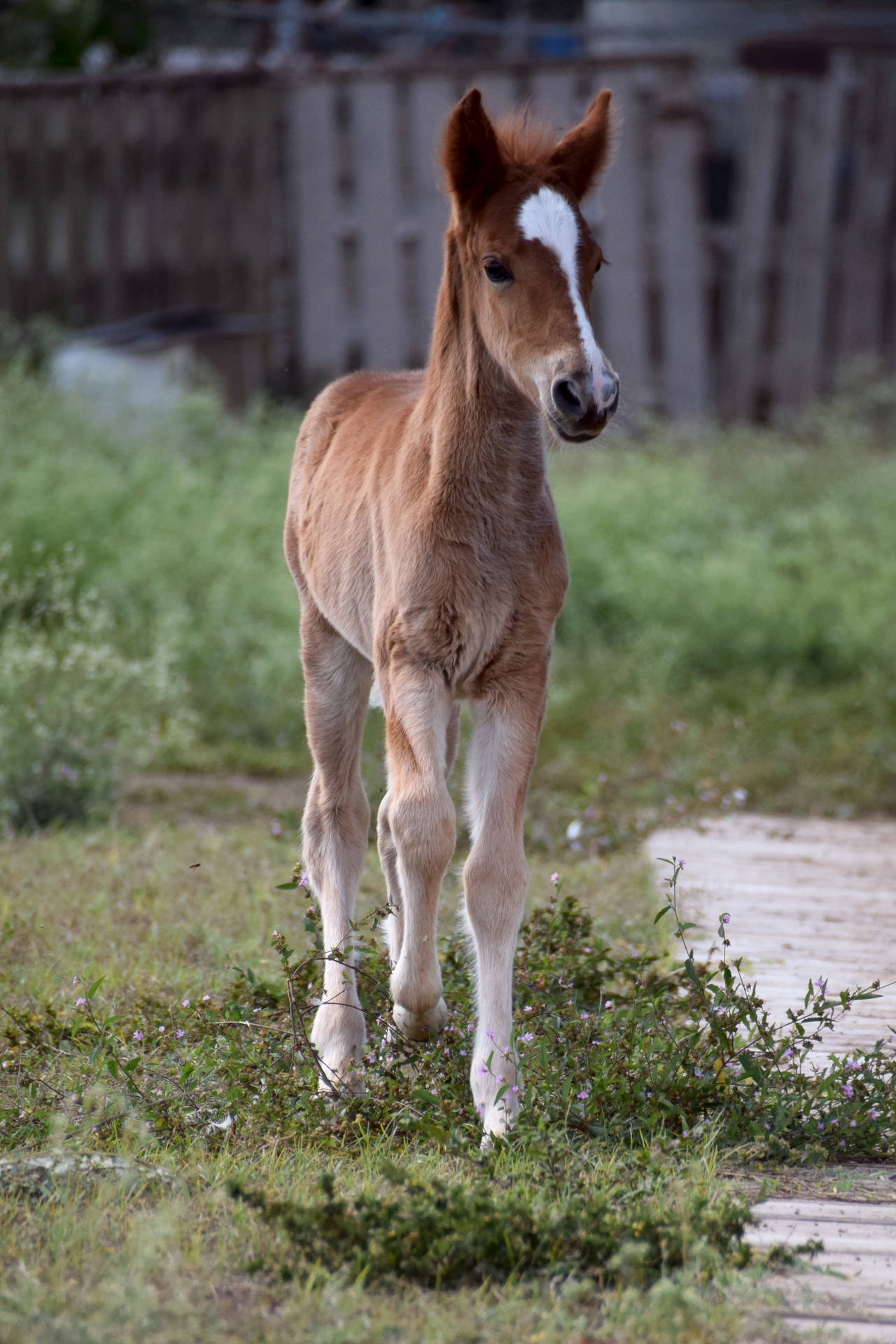 Trotting Brown Baby Horse Foal