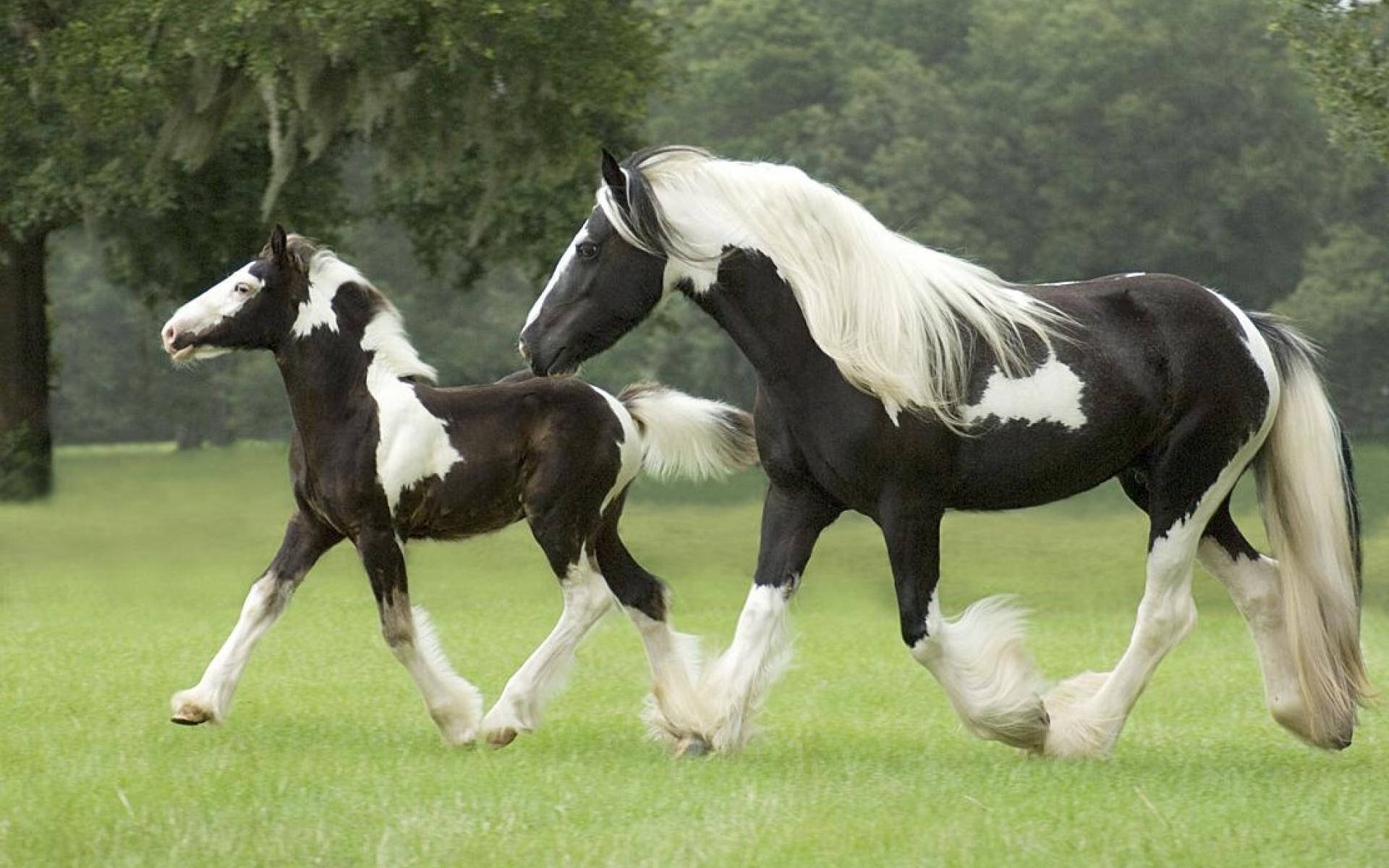 Trotting Gypsy Vanner Horse Mare And Foal Background