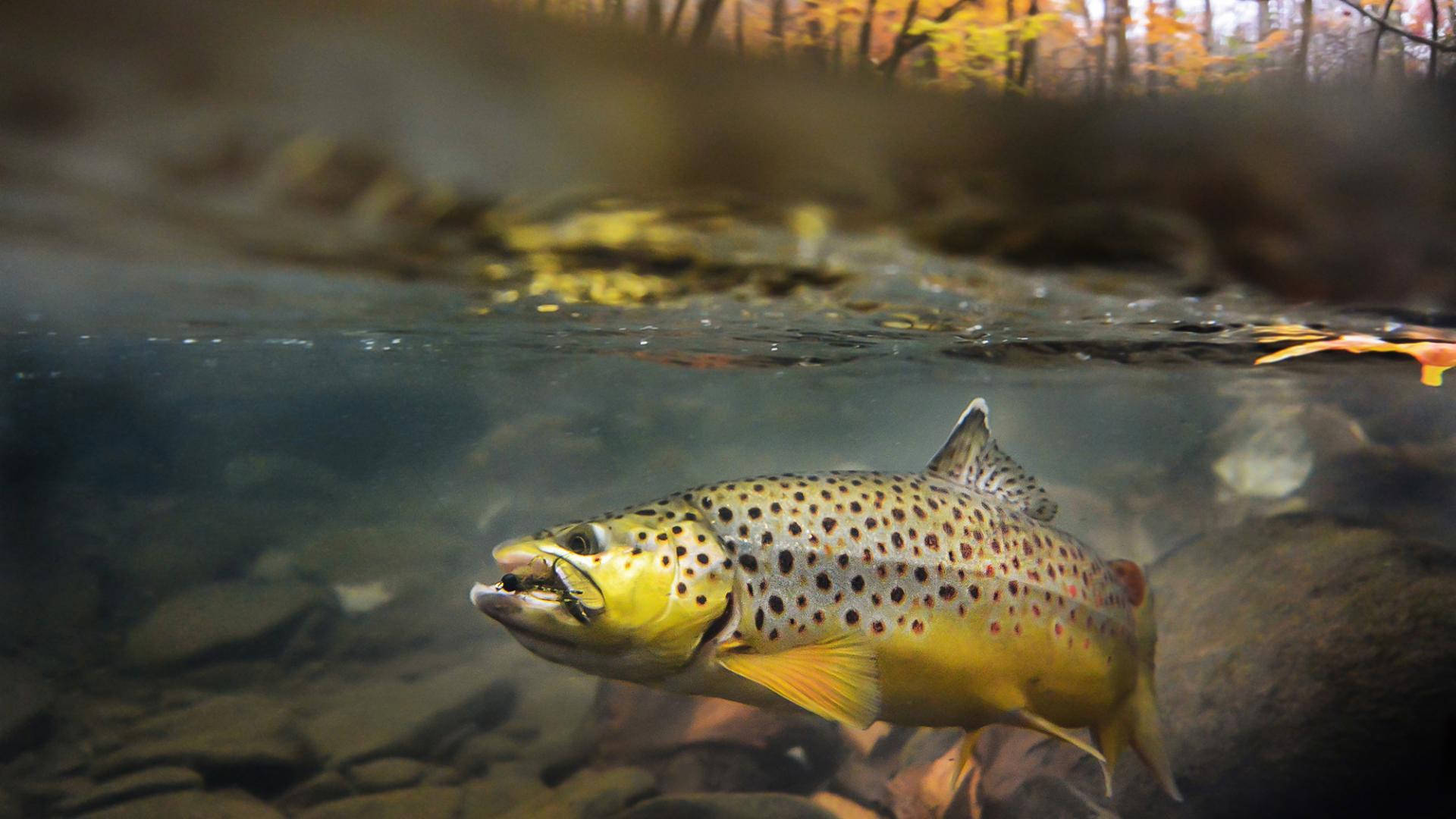 Trout Freshwater Lake Background