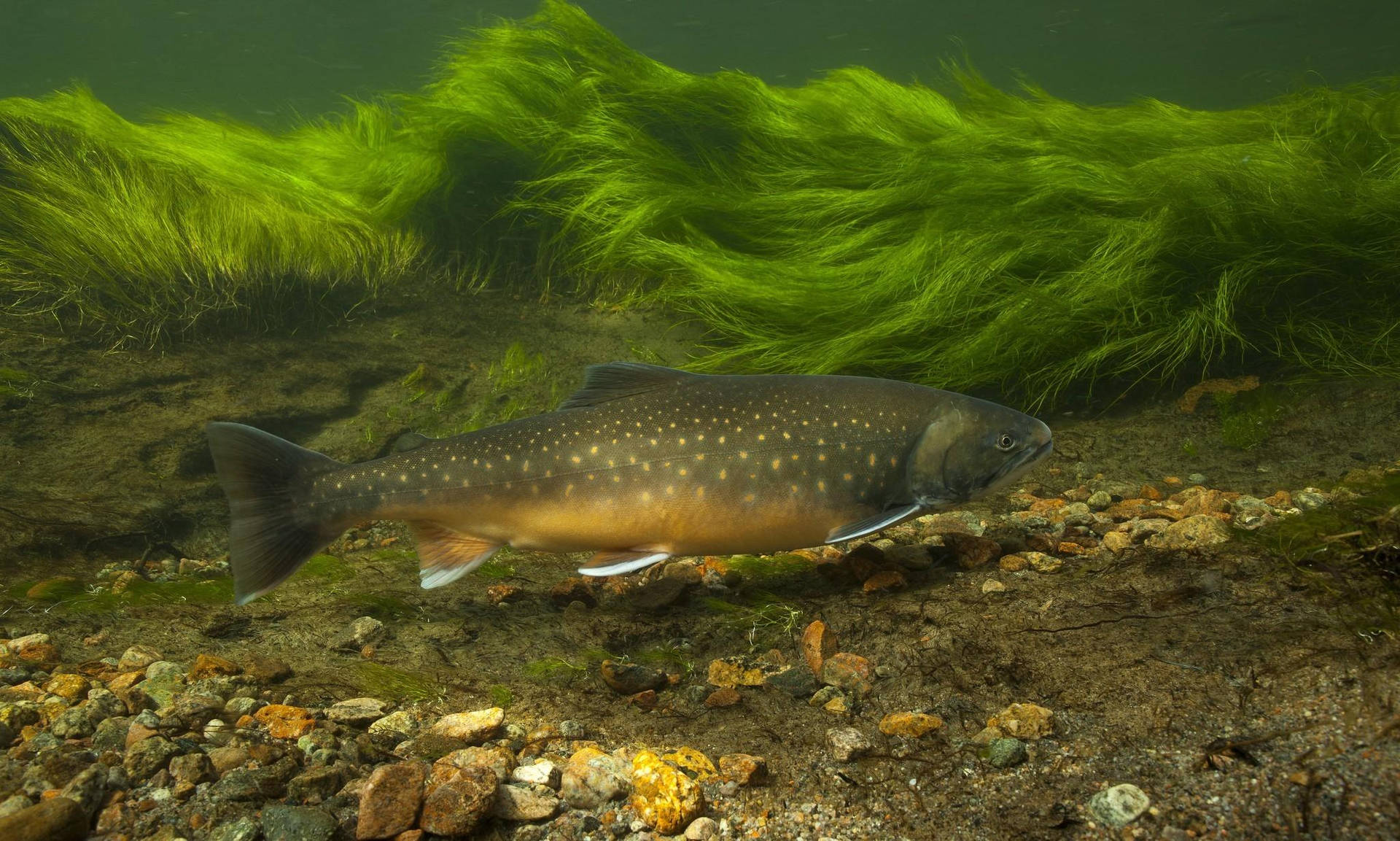 Trout Ocean Plants