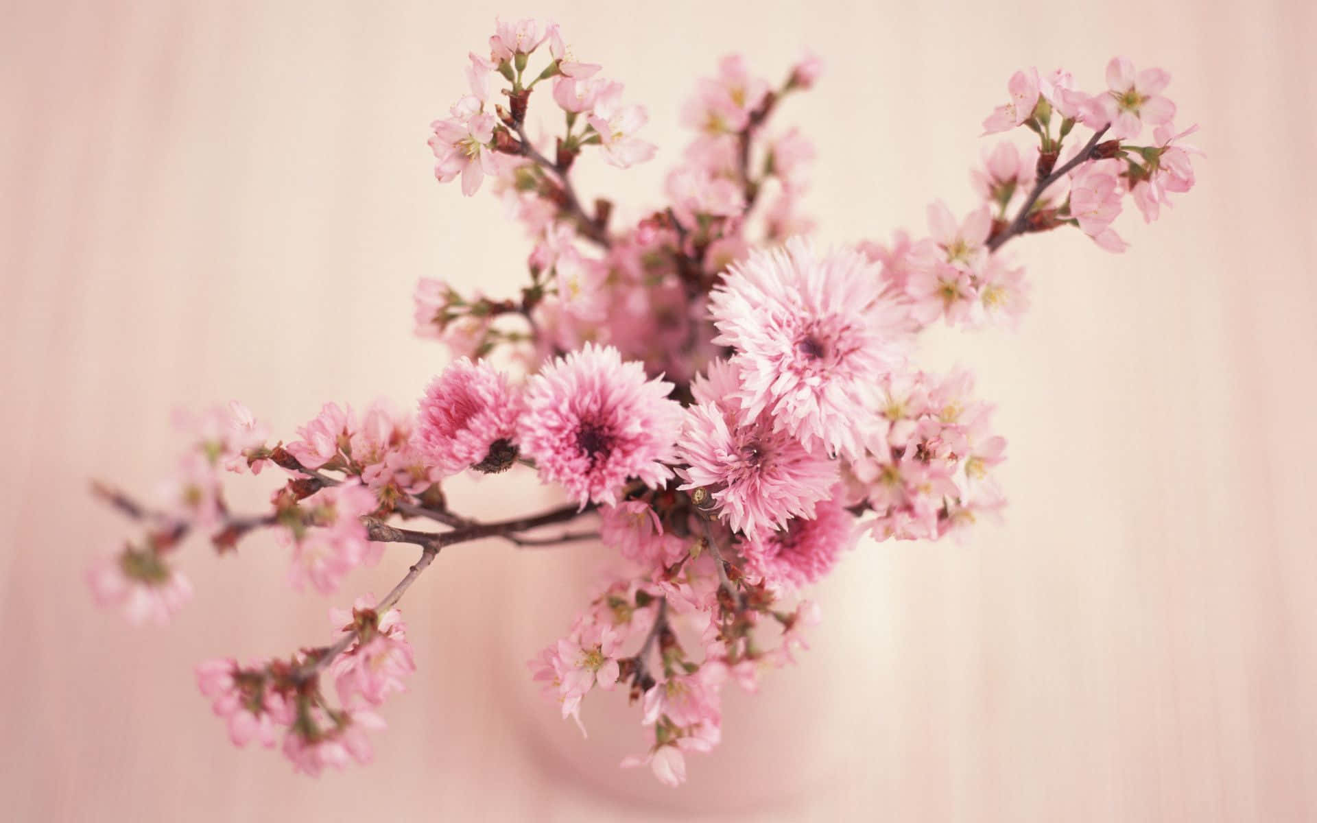 True Beauty - Floral Computer Background