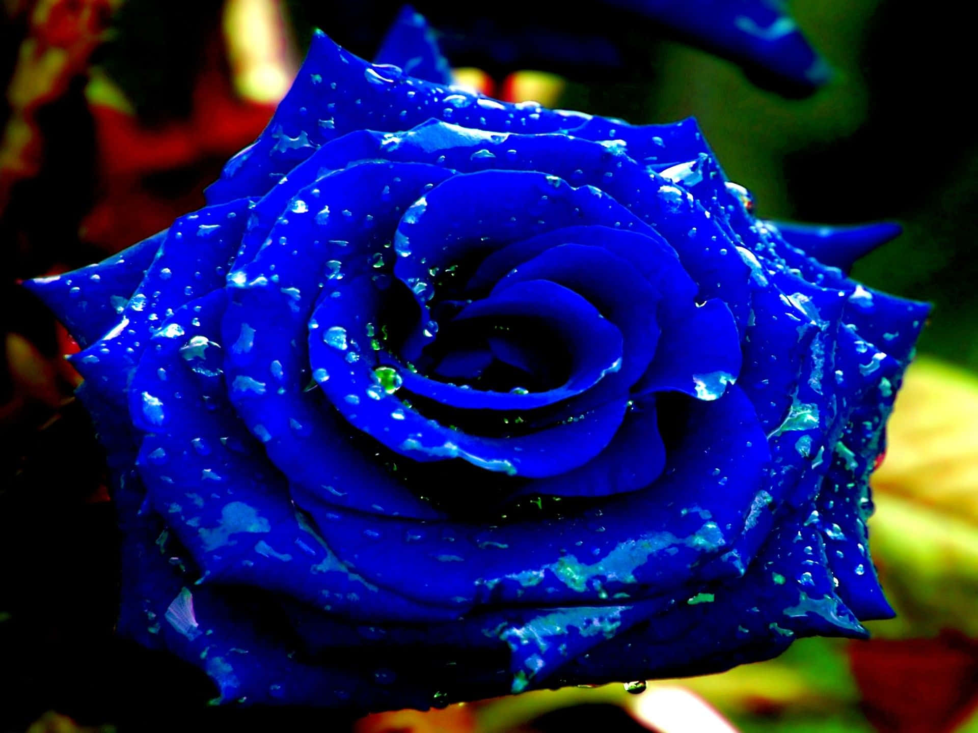 True Beauty Of A Blue Rose Background