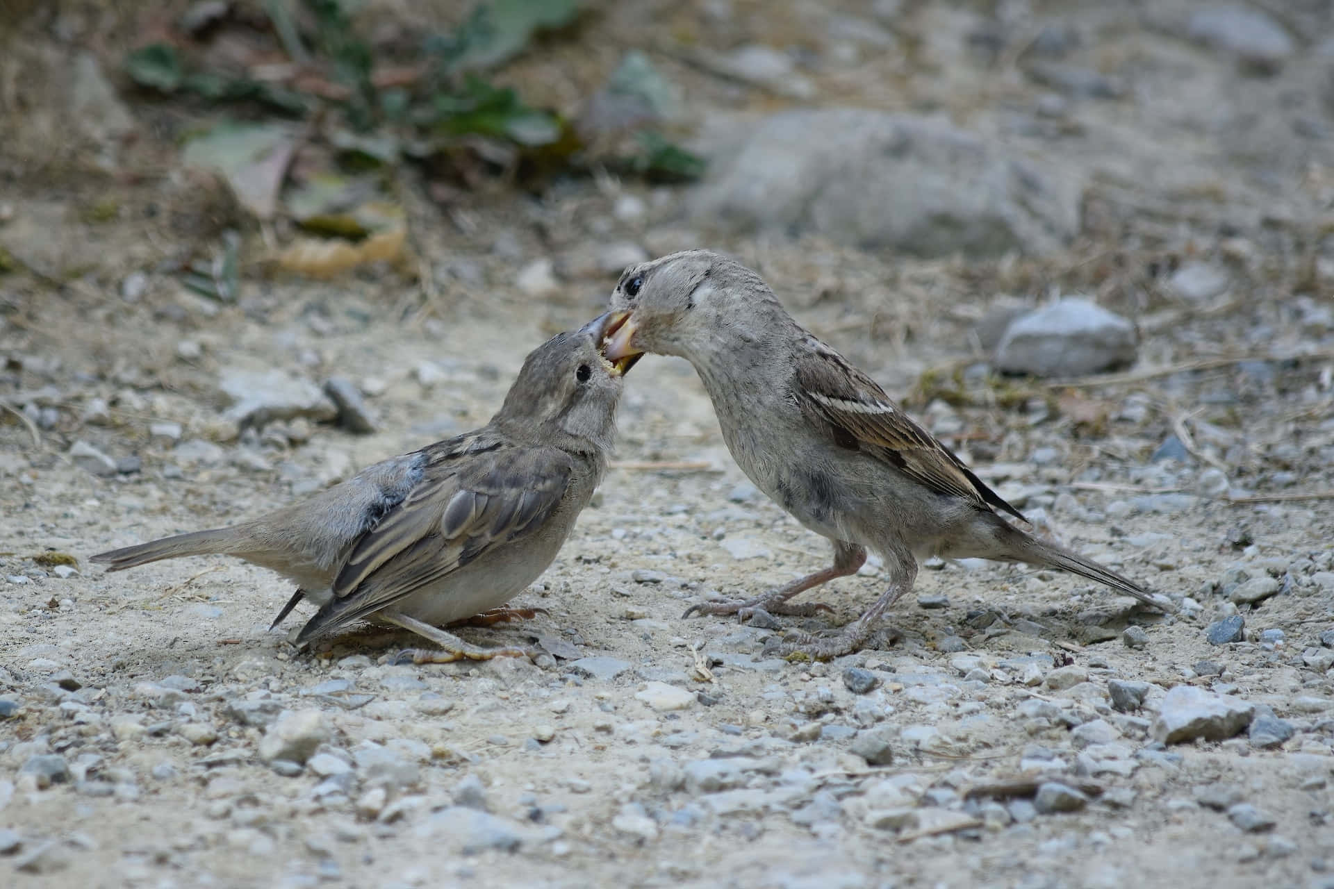 True Sparrow Mother Bird Background