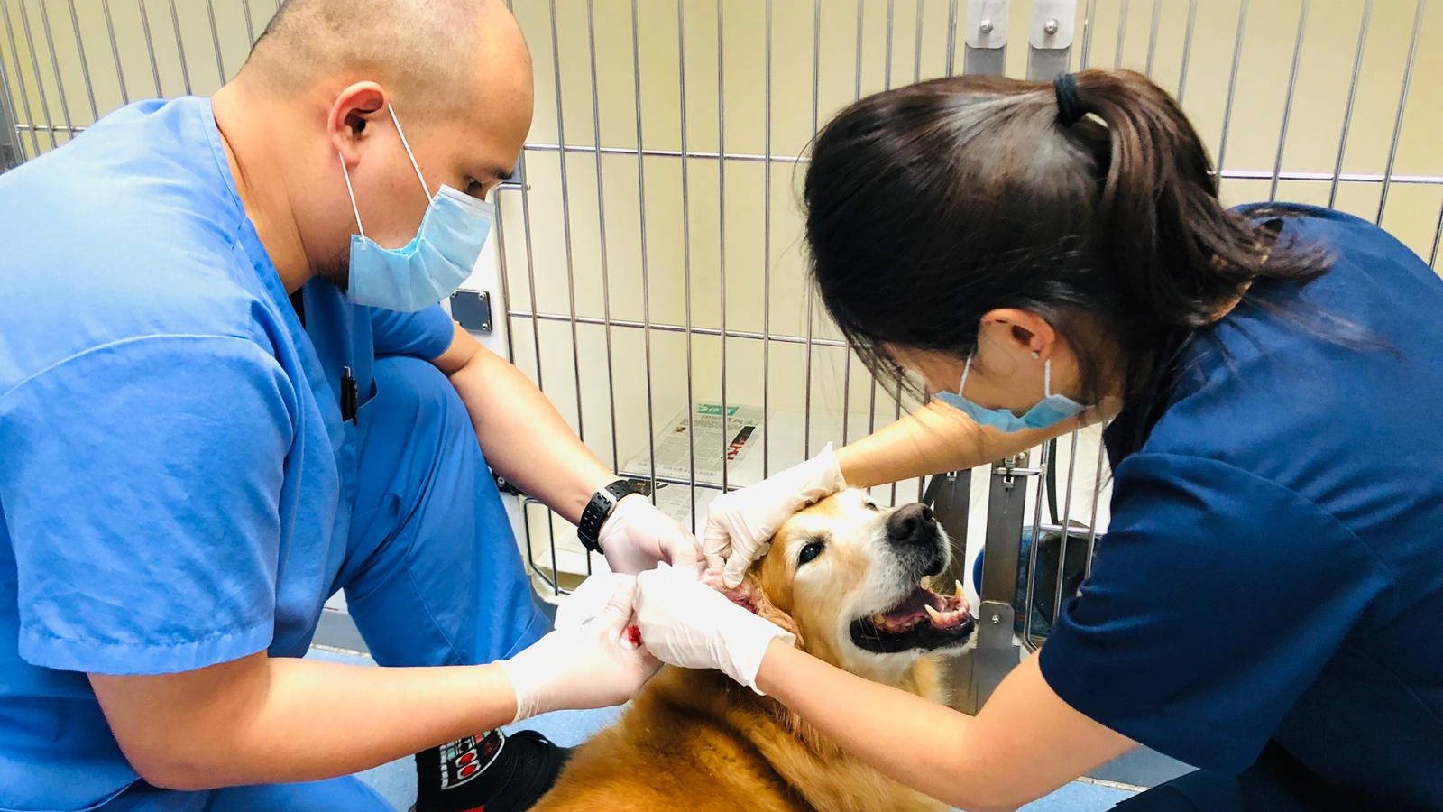 Trusted Veterinarian Examining A Canine Patient