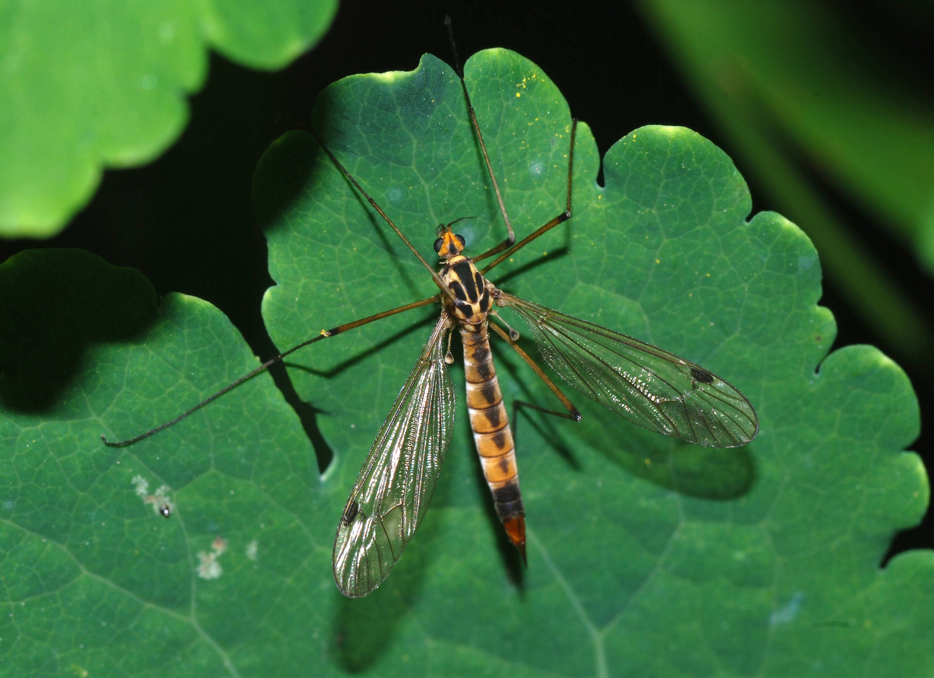 Tsetse Fly Background