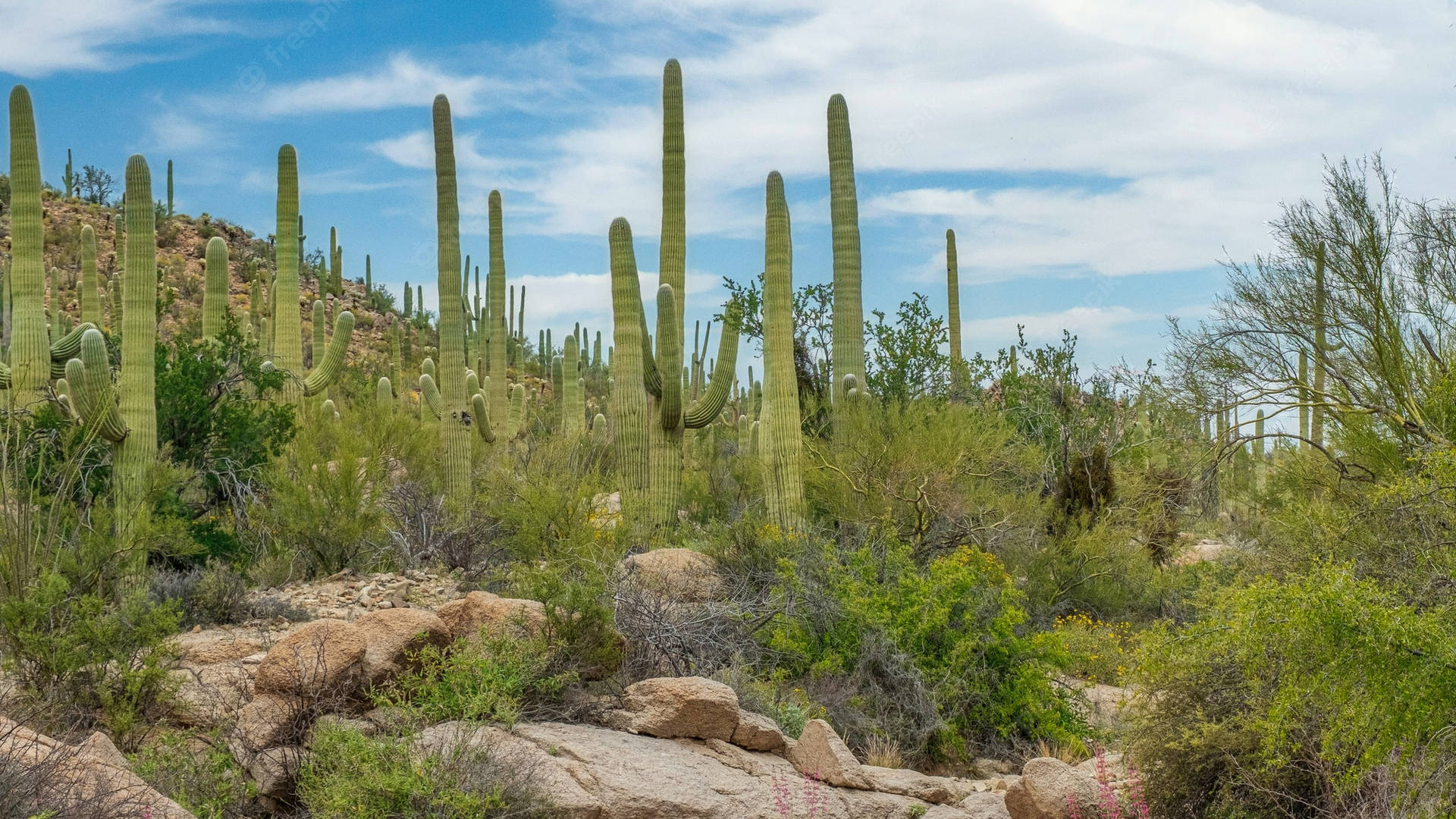 Tucson Cacti Desert Background