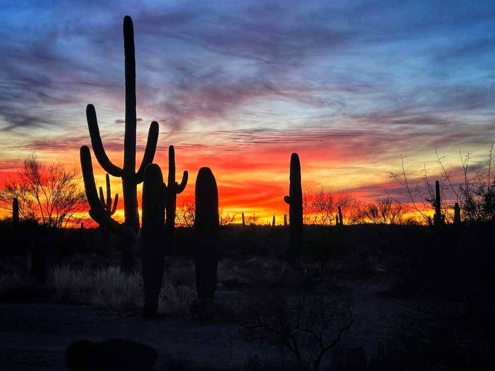 Tucson Cactus Silhouette