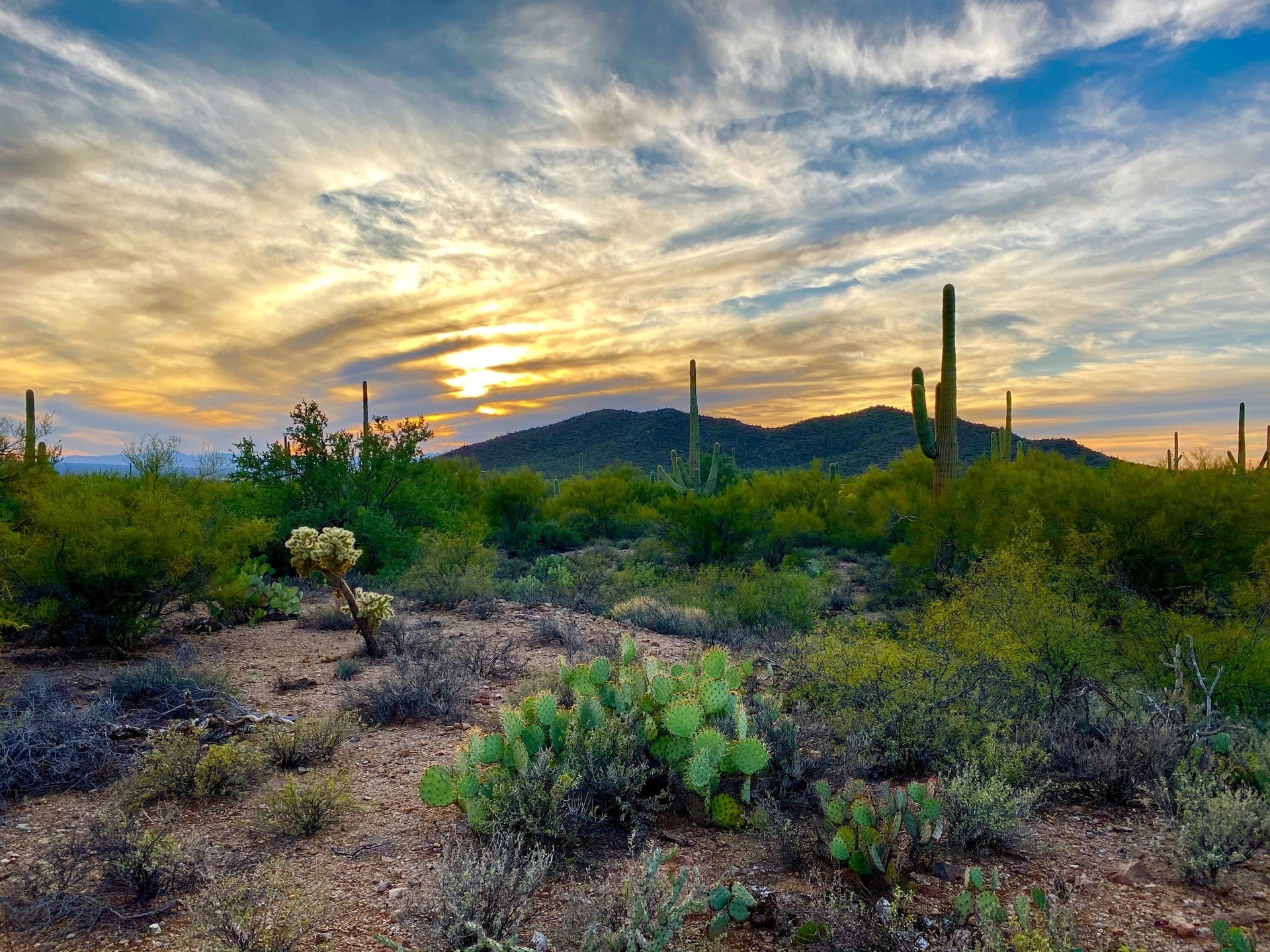 Tucson National Park Photography