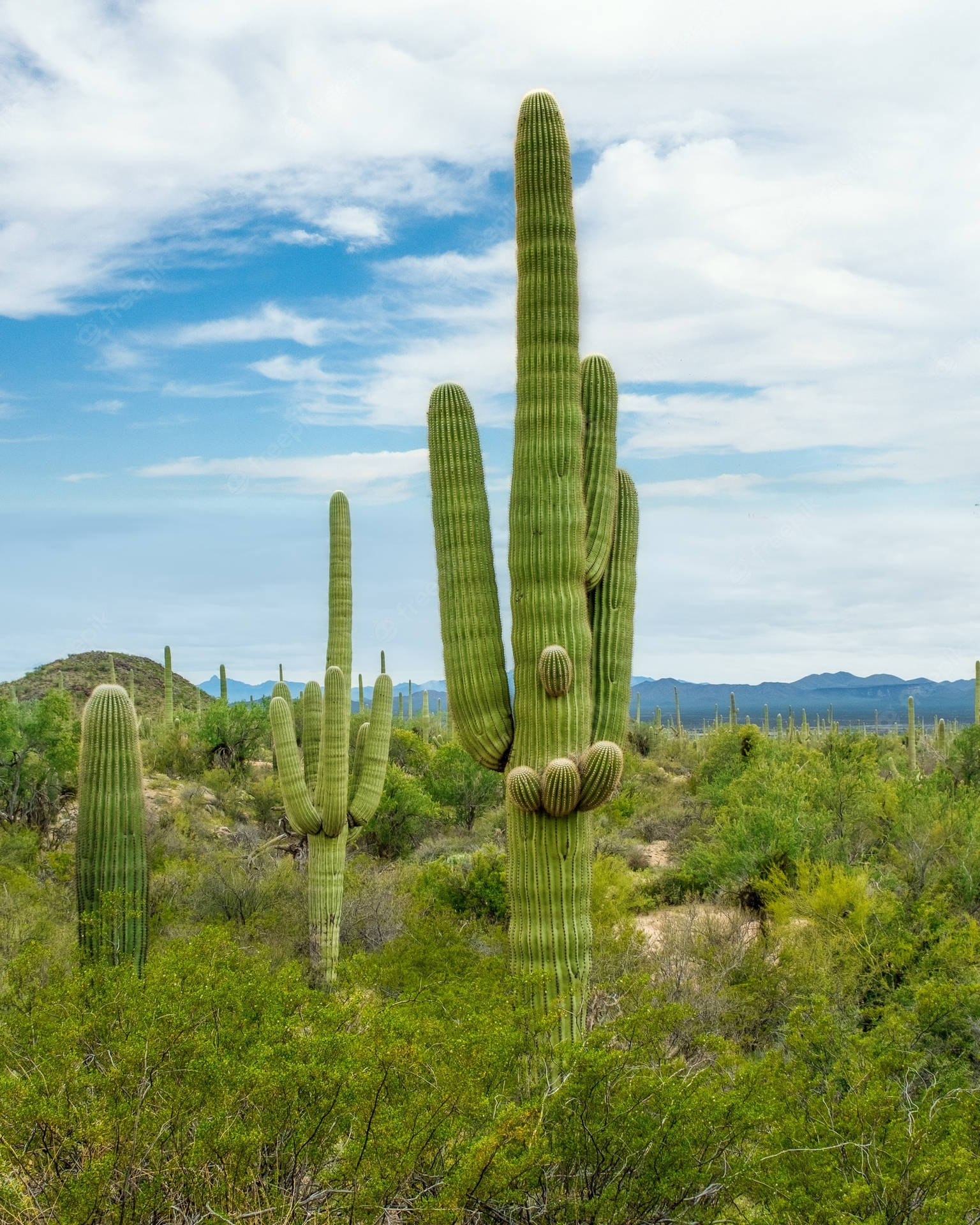 Tucson Saguaro Cactus