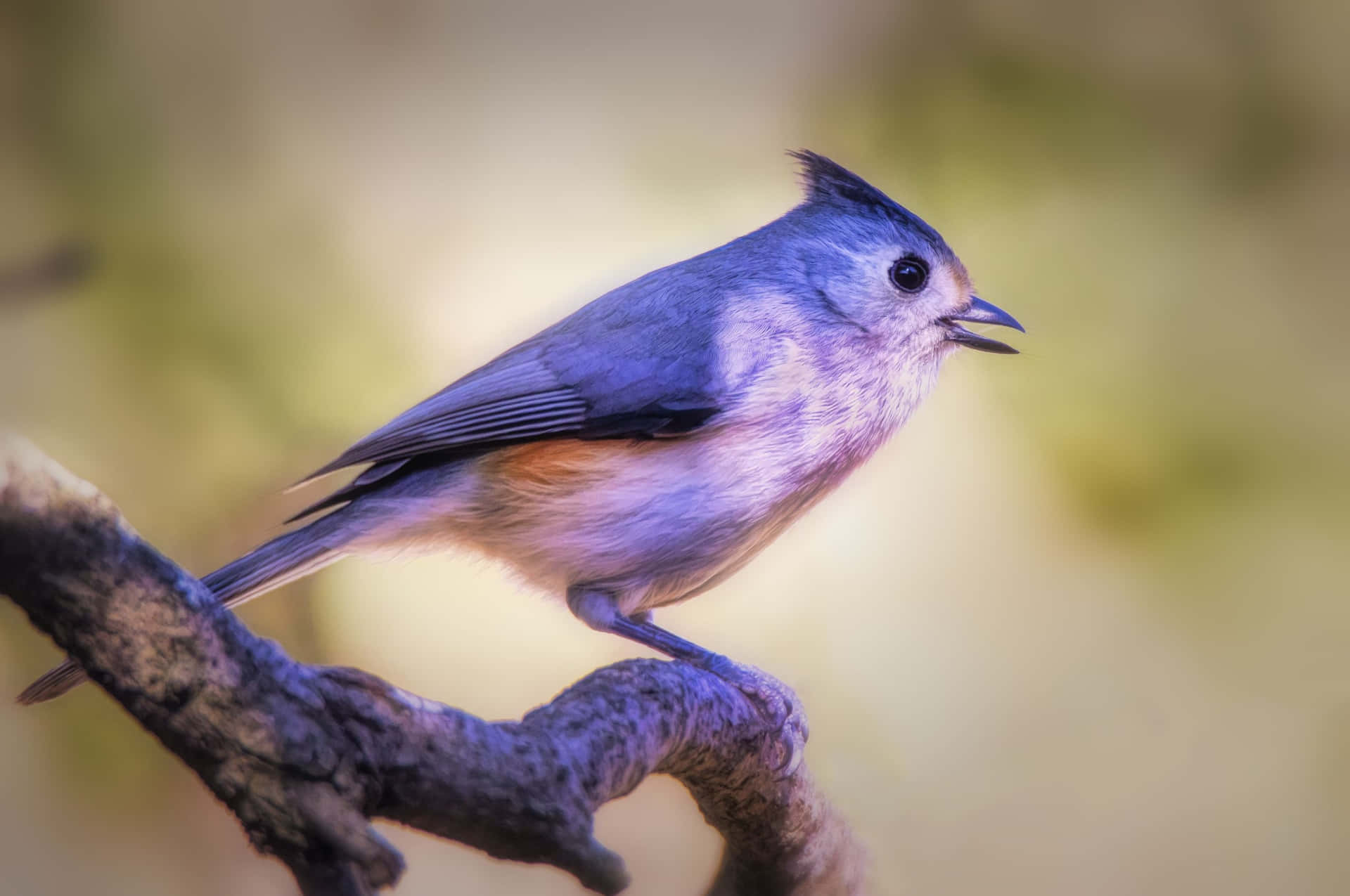 Tufted Titmouse Perchedon Branch Background