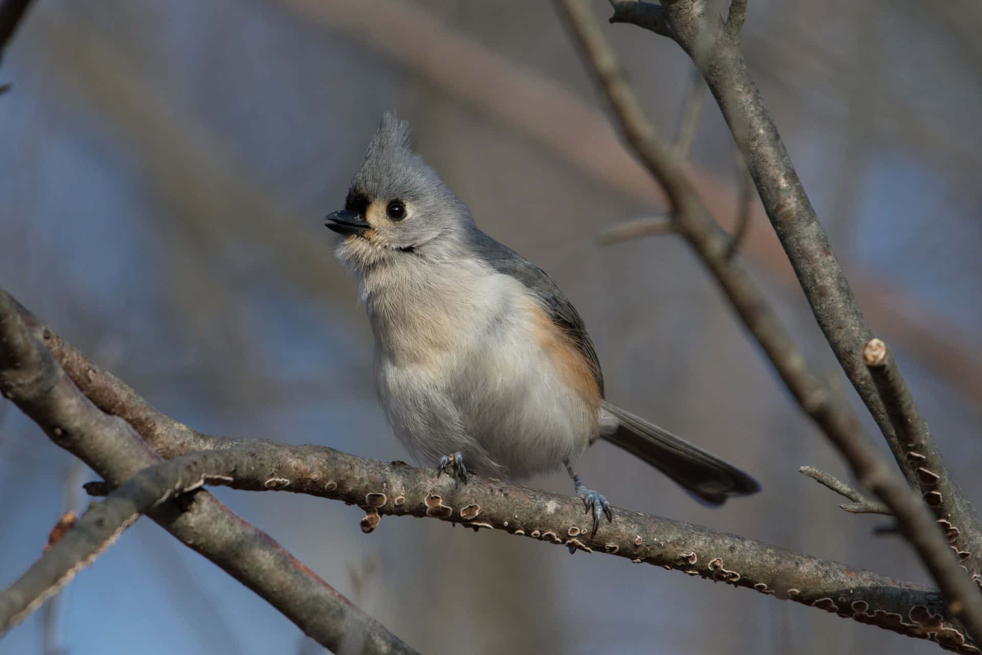 Tufted Titmouse Perchedon Branch.jpg Background