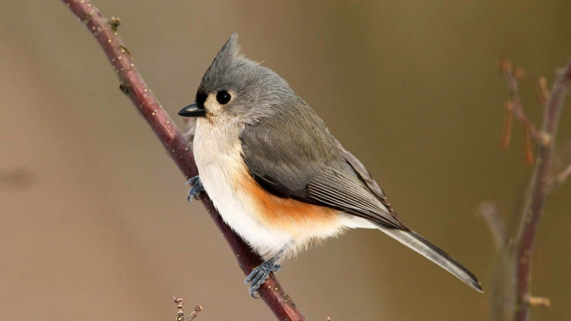 Tufted Titmouse Perchedon Branch.jpg