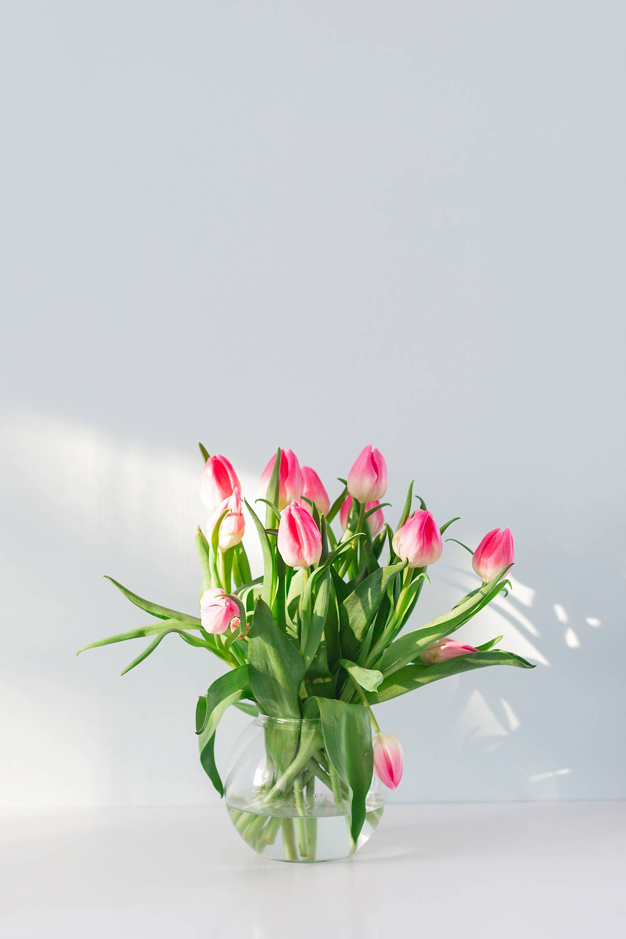 Tulip Christmas Pearl Background