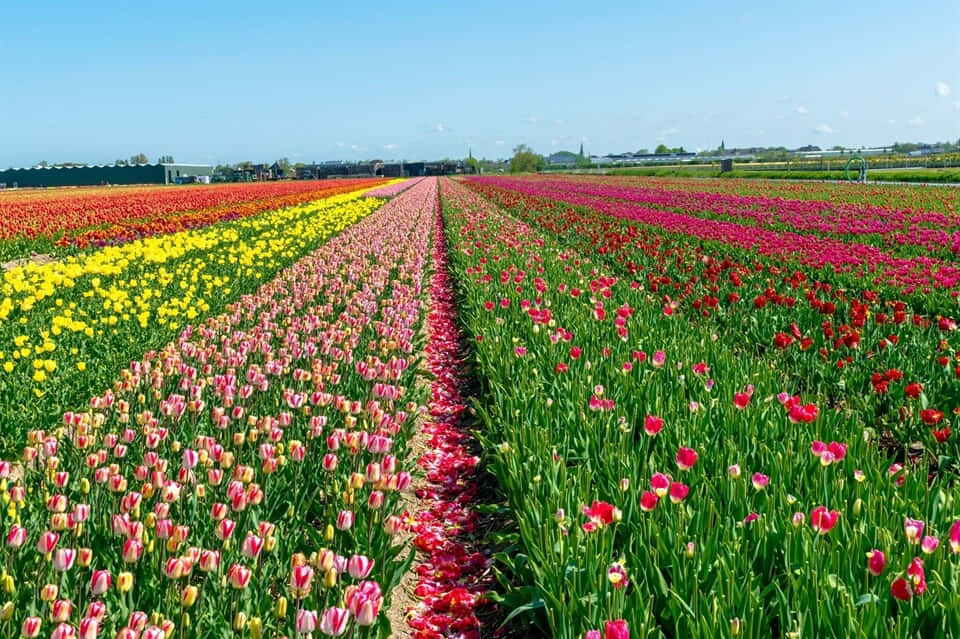 Tulip Fields In The Netherlands Background