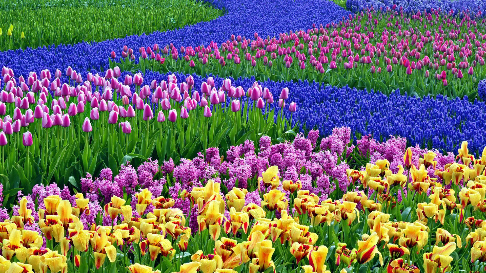 Tulip Flower Farm Spring Computer Background