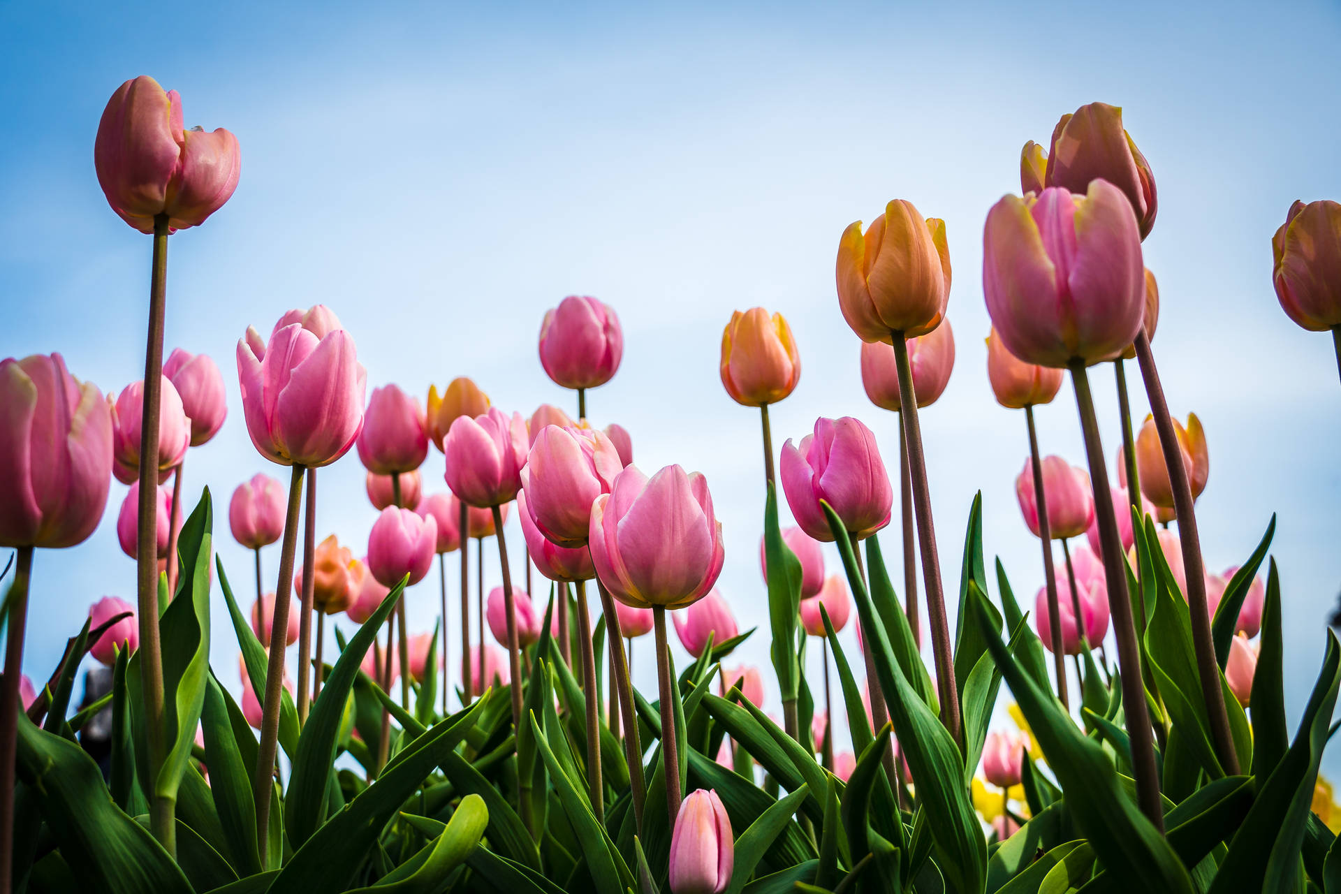 Tulip Flower Garden Hd
