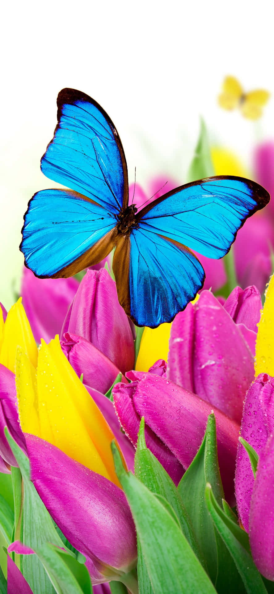 Tulip Flowers And Butterflies Background