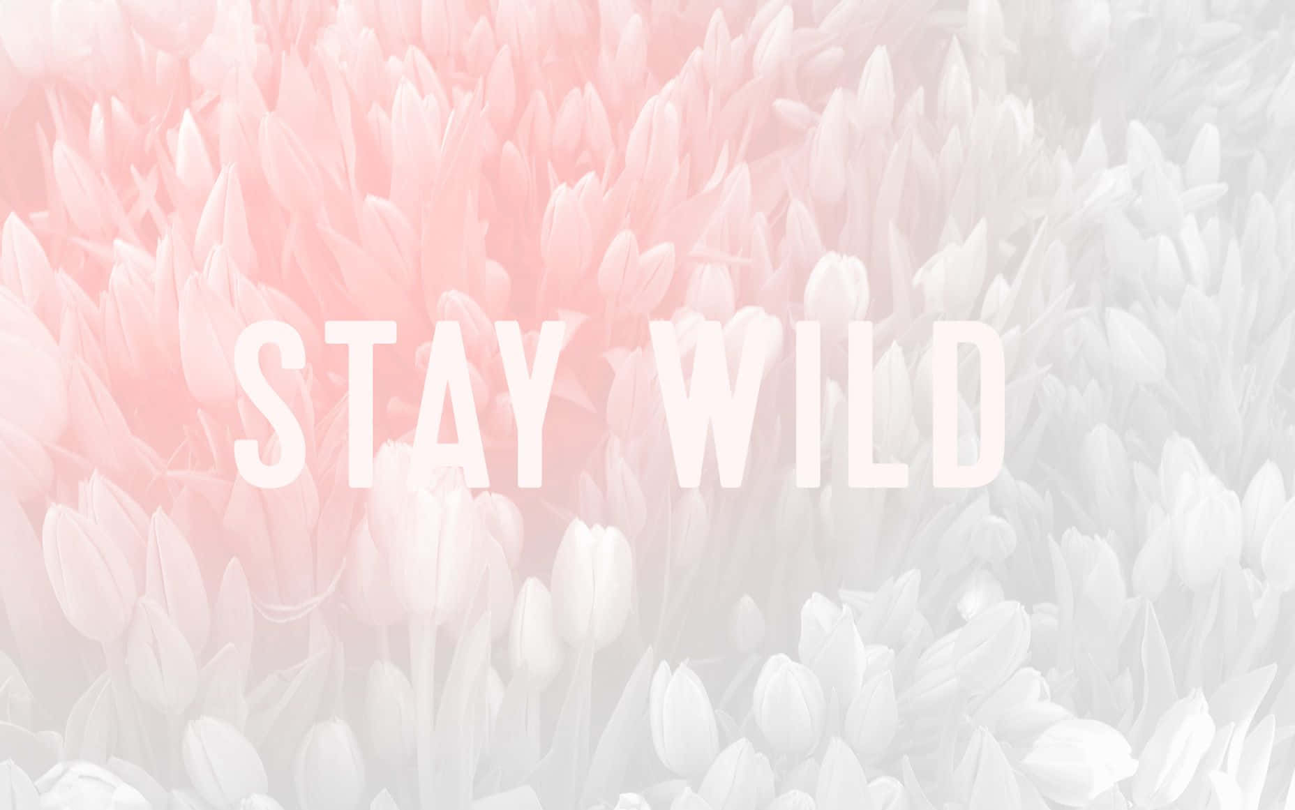 Tulip Flowers Pastel Pink Aesthetic Computer Background