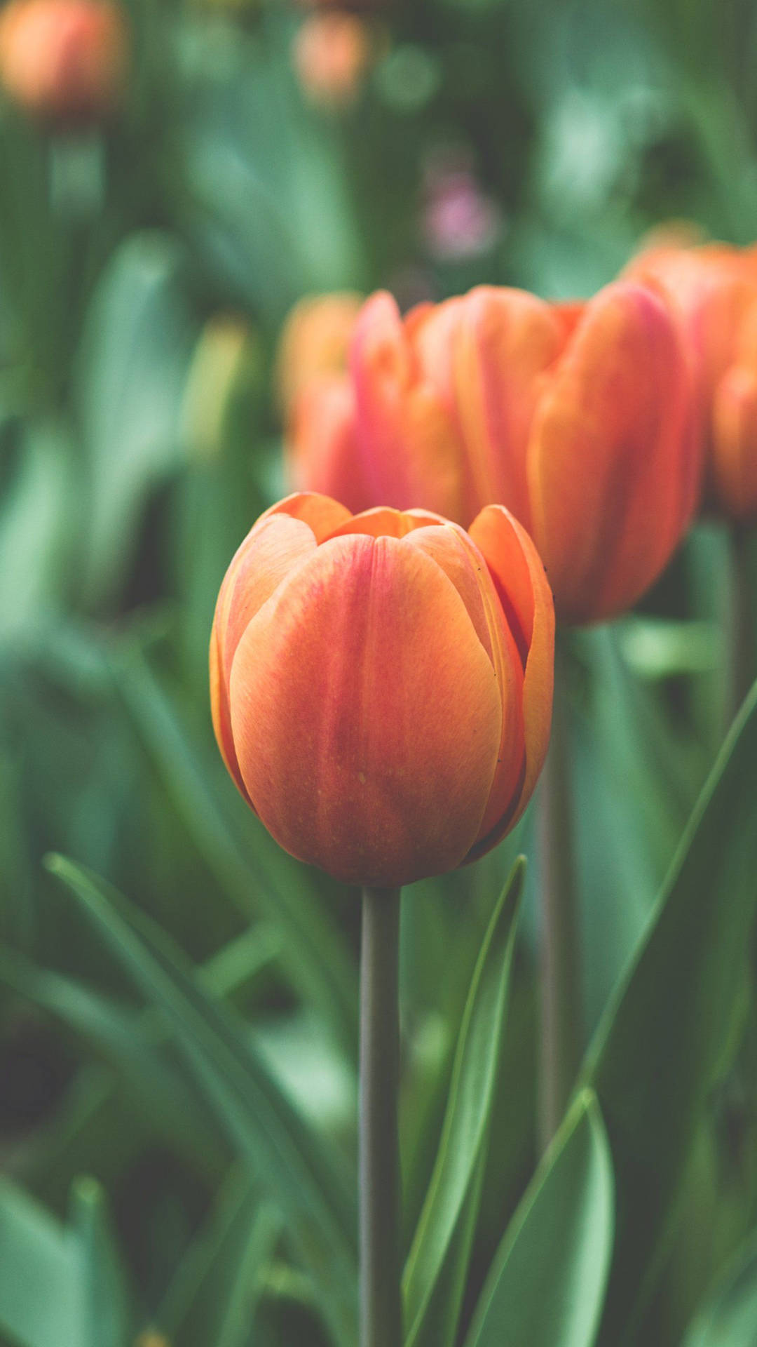 Tulip Orange Phone Background