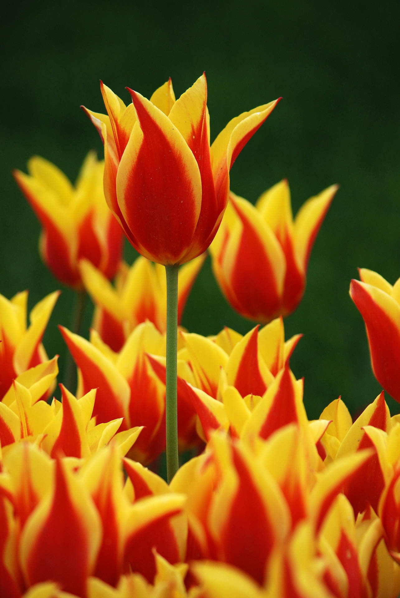 Tulipa Flower Android