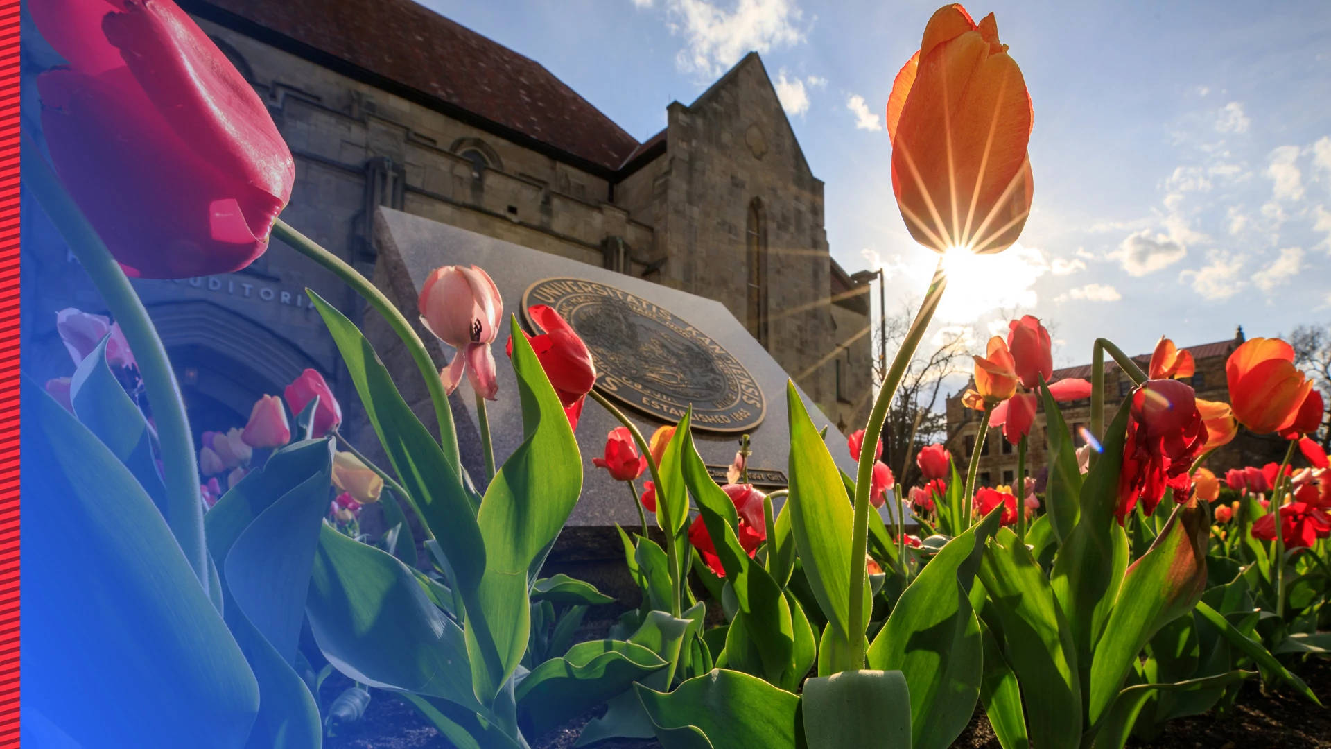 Tulips At University Of Kansas