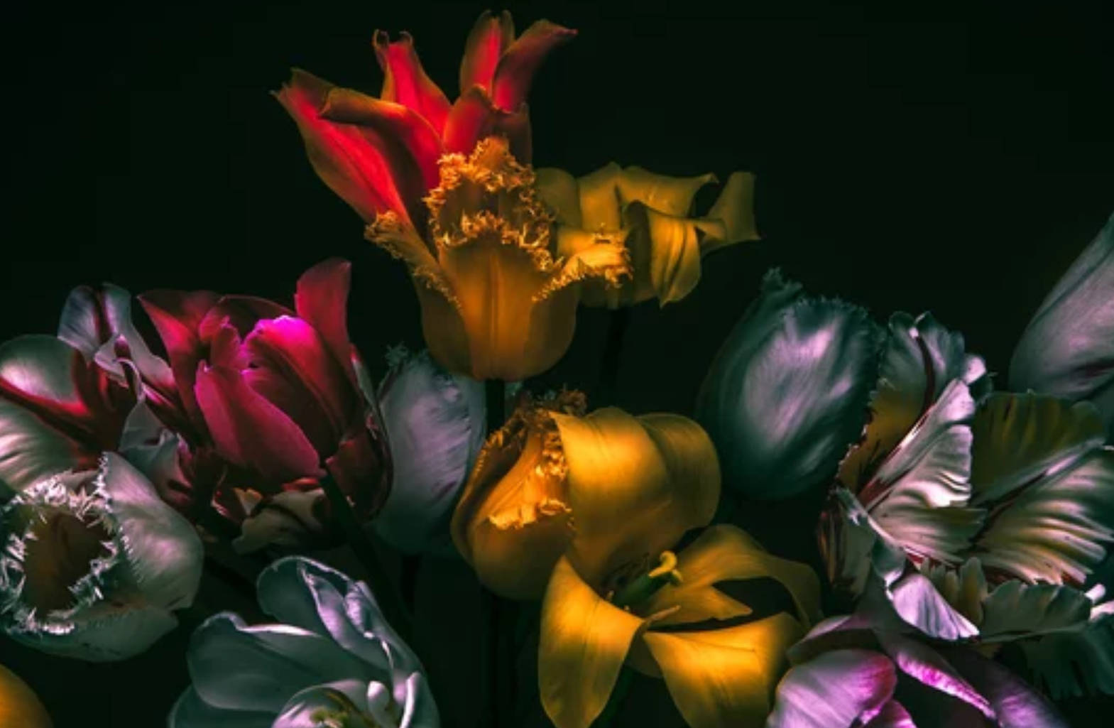 Tulips Dark Color