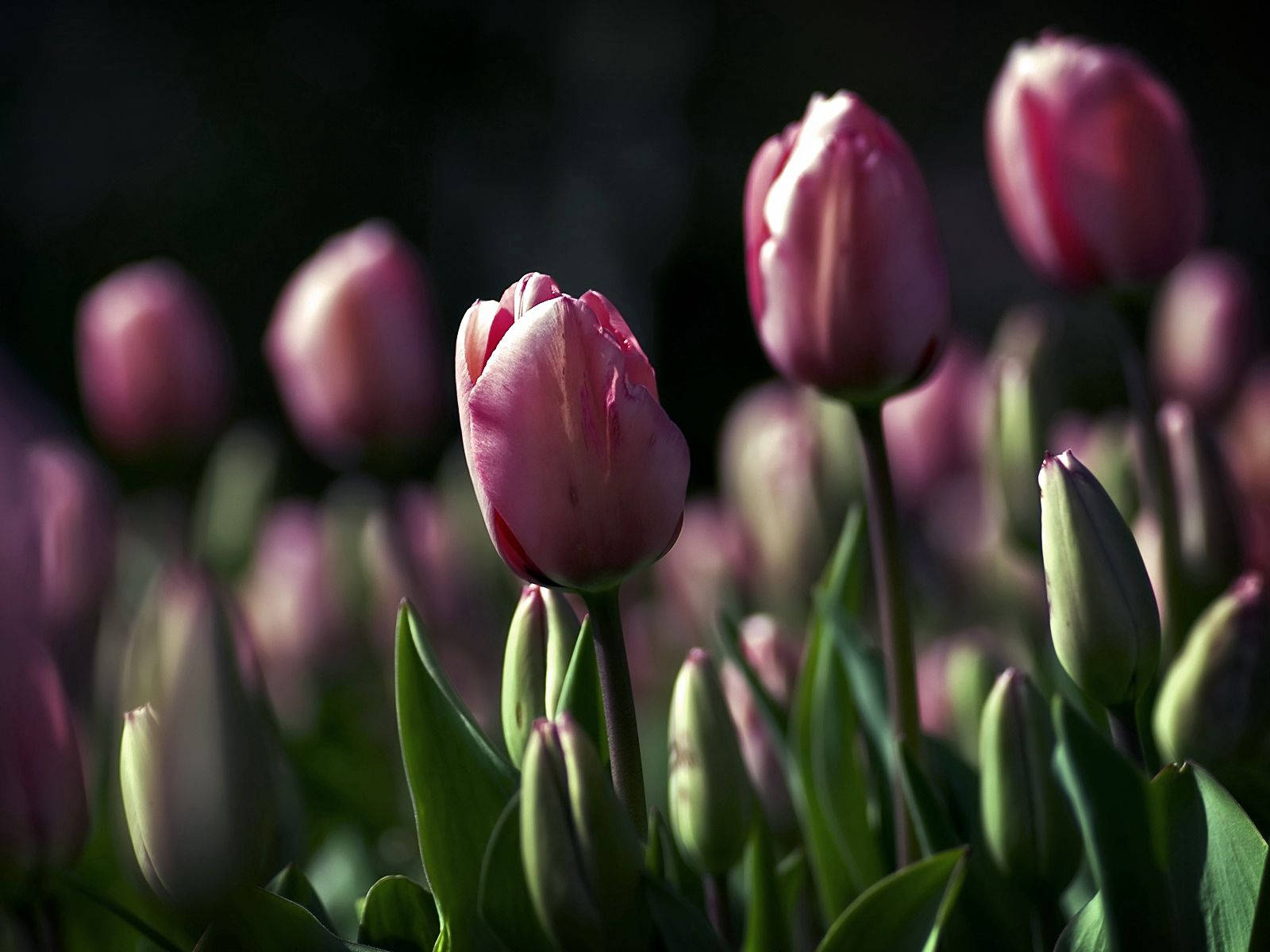 Tulips, Flowers, Night, Golf, Beauty Background